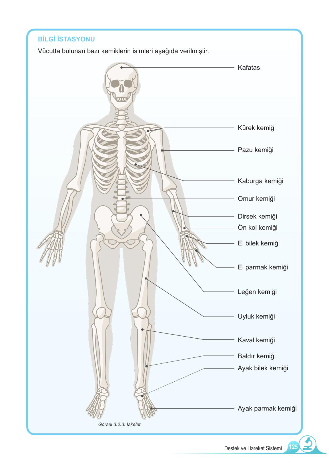 5. Sınıf Meb Yayınları Fen Bilimleri Ders Kitabı Sayfa 125 Cevapları