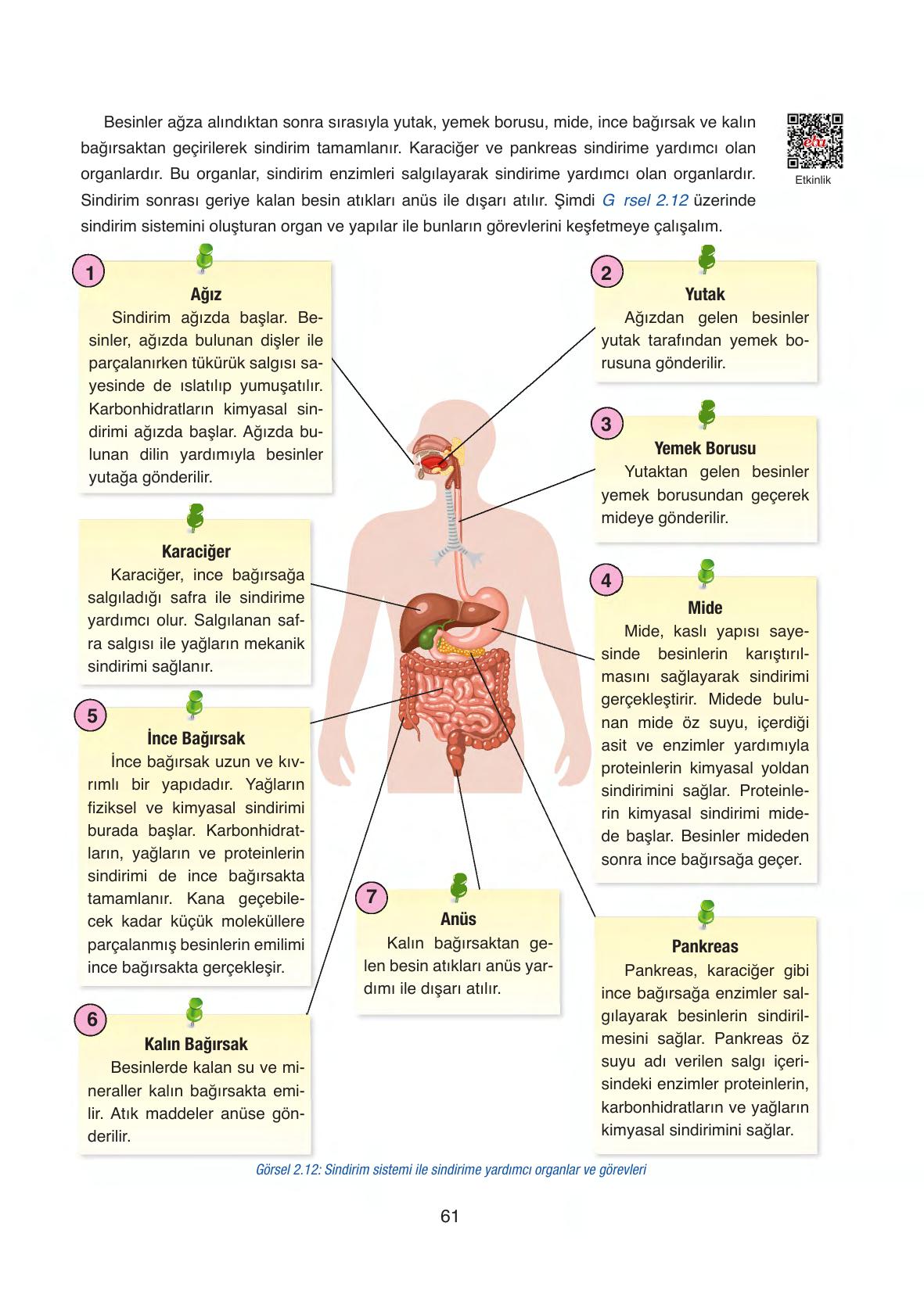 6. Sınıf Gün Yayıncılık Fen Bilimleri Ders Kitabı Sayfa 61 Cevapları