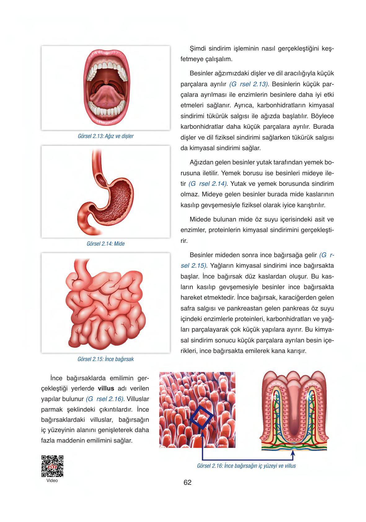 6. Sınıf Gün Yayıncılık Fen Bilimleri Ders Kitabı Sayfa 62 Cevapları