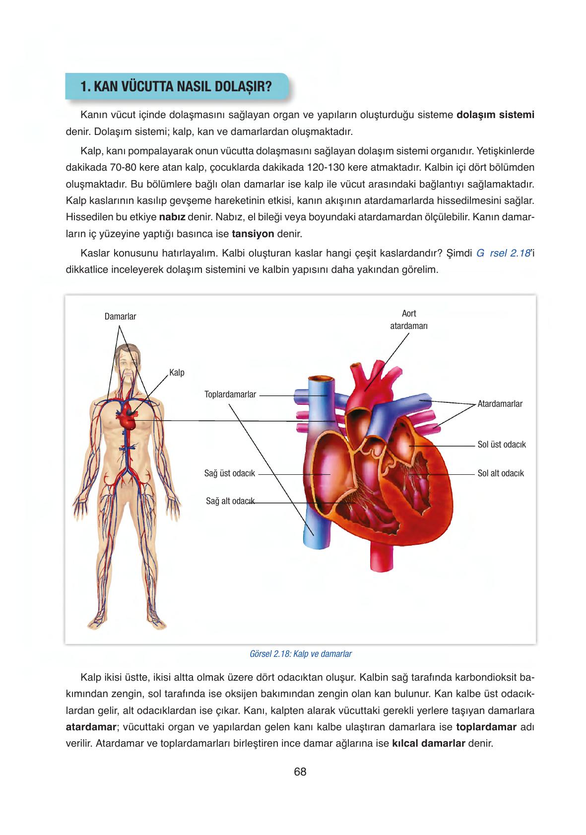 6. Sınıf Gün Yayıncılık Fen Bilimleri Ders Kitabı Sayfa 68 Cevapları