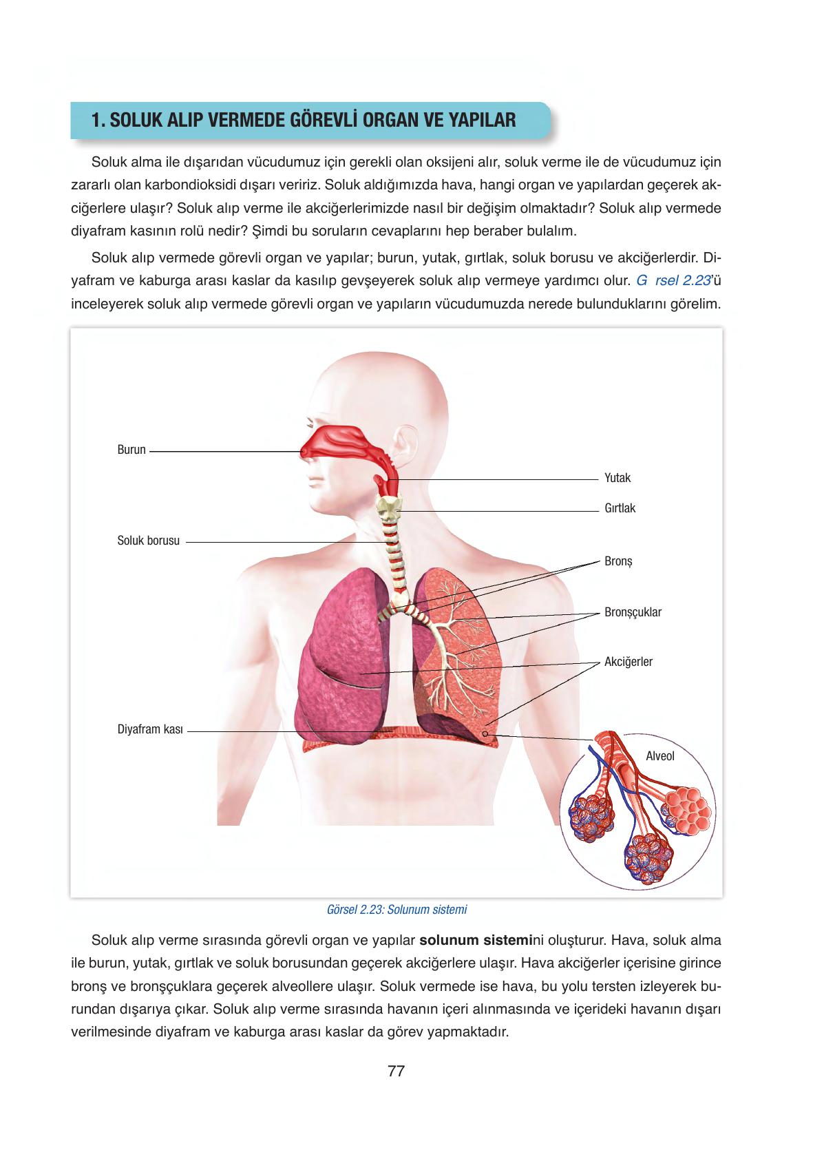 6. Sınıf Gün Yayıncılık Fen Bilimleri Ders Kitabı Sayfa 77 Cevapları