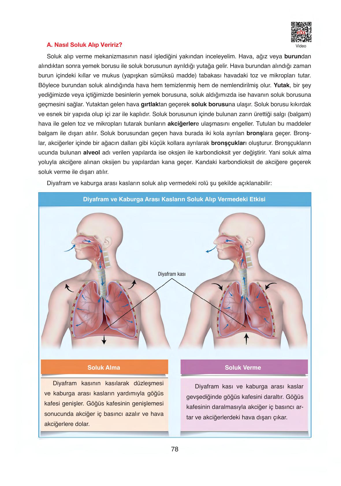 6. Sınıf Gün Yayıncılık Fen Bilimleri Ders Kitabı Sayfa 78 Cevapları