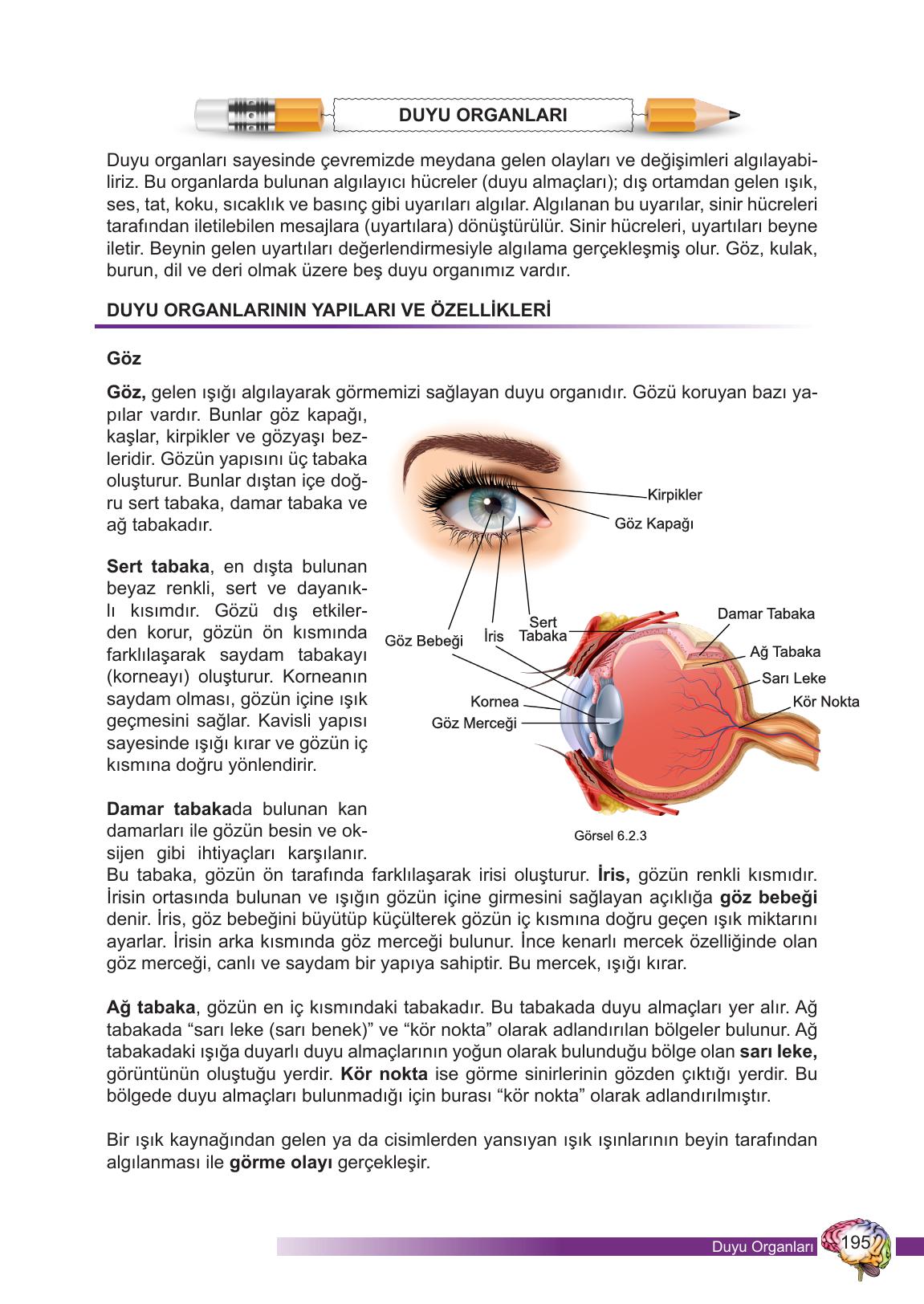 6. Sınıf Meb Yayınları Fen Bilimleri Ders Kitabı Sayfa 195 Cevapları