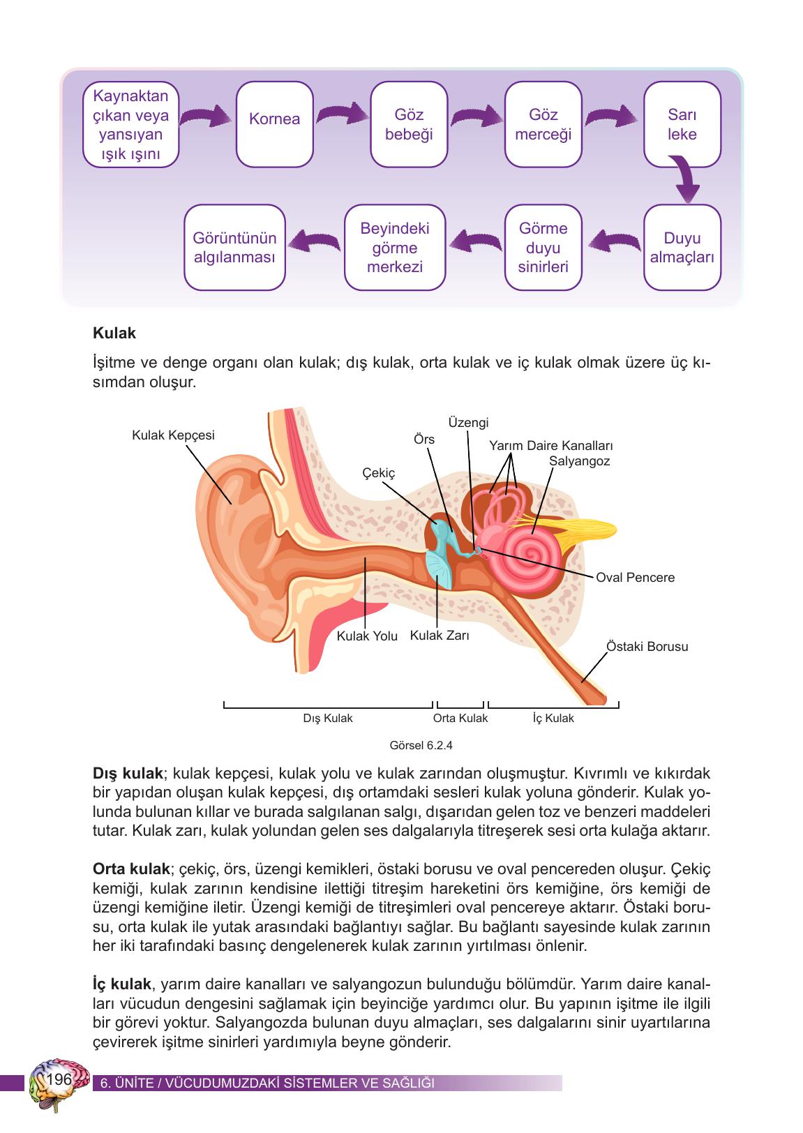 6. Sınıf Meb Yayınları Fen Bilimleri Ders Kitabı Sayfa 196 Cevapları