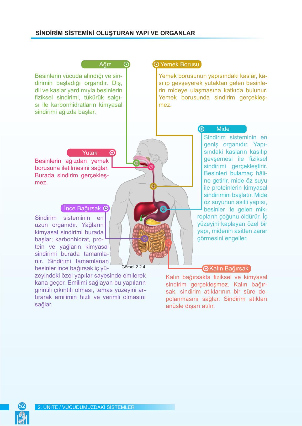 6. Sınıf Meb Yayınları Fen Bilimleri Ders Kitabı Sayfa 52 Cevapları