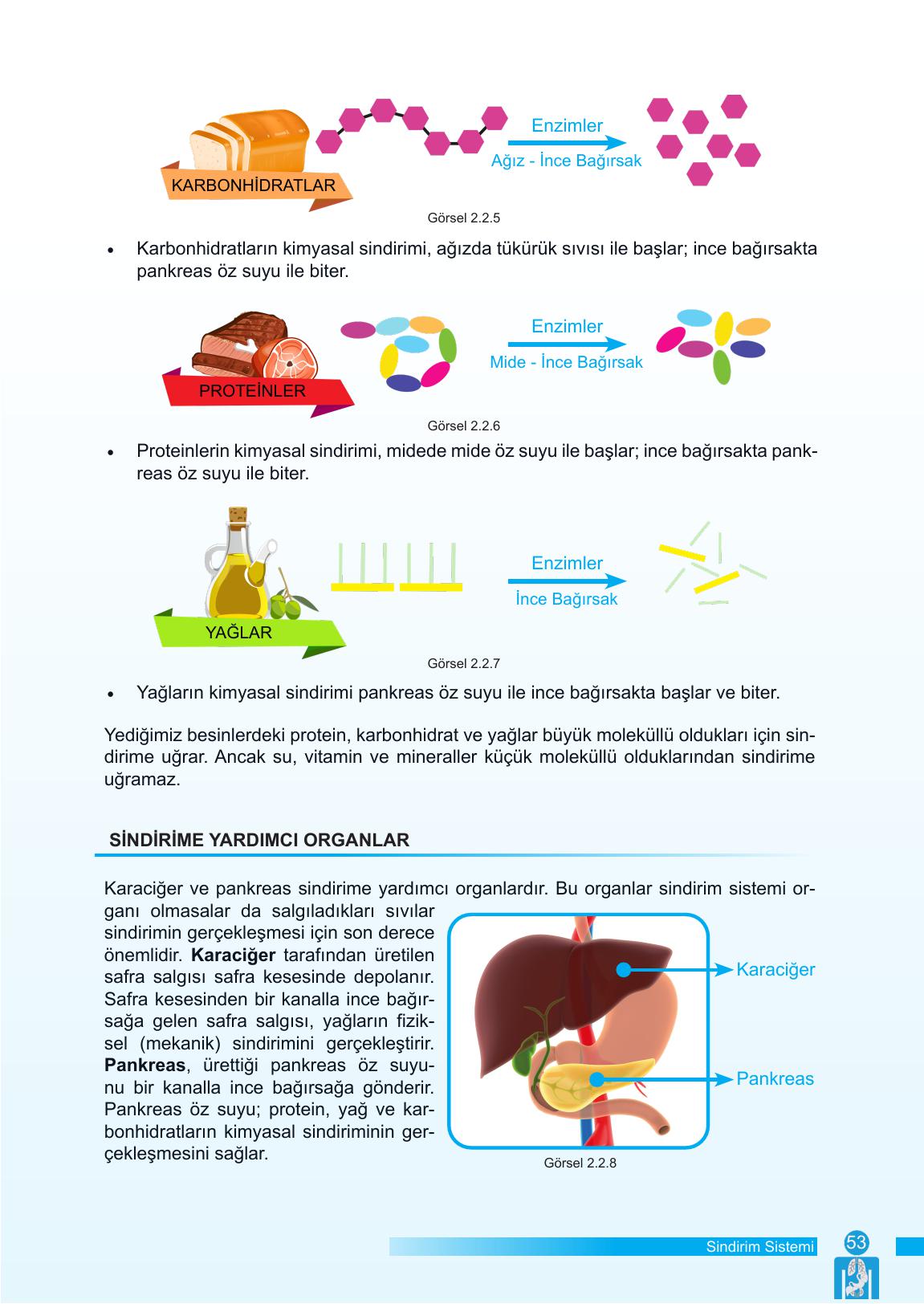 6. Sınıf Meb Yayınları Fen Bilimleri Ders Kitabı Sayfa 53 Cevapları