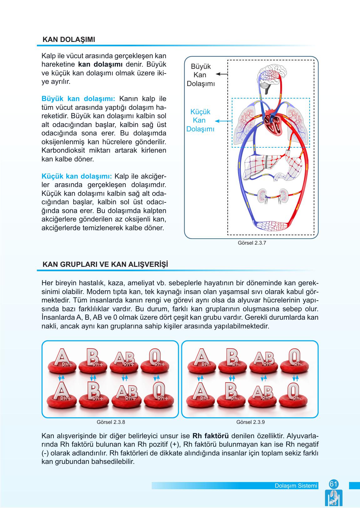 6. Sınıf Meb Yayınları Fen Bilimleri Ders Kitabı Sayfa 61 Cevapları