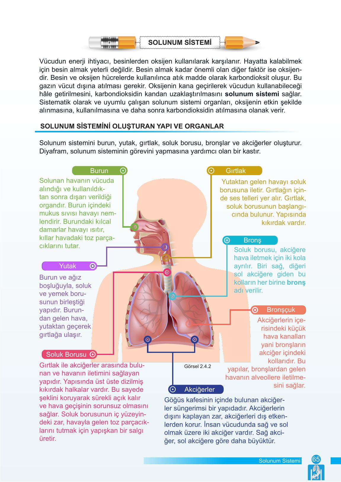 6. Sınıf Meb Yayınları Fen Bilimleri Ders Kitabı Sayfa 65 Cevapları