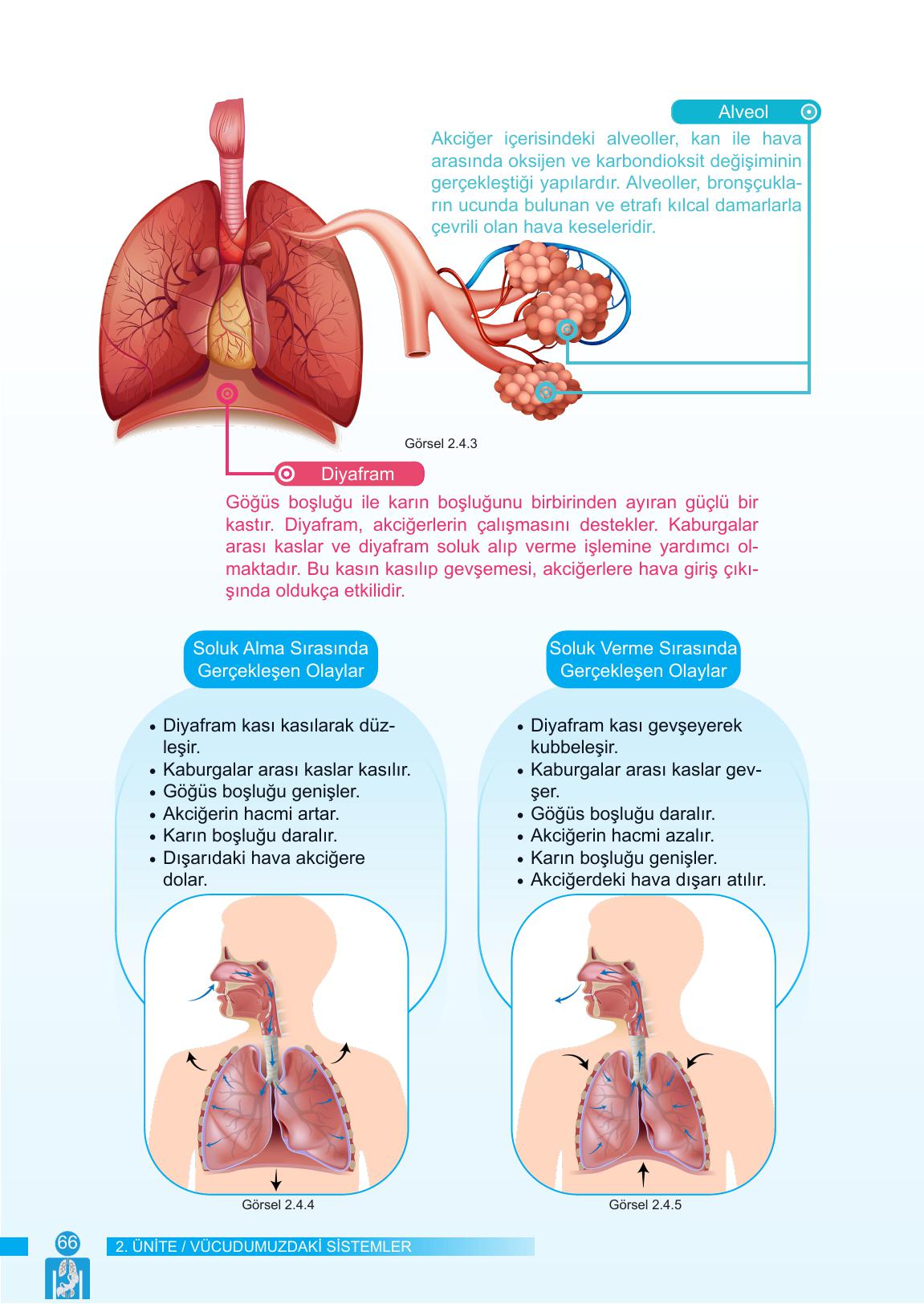 6. Sınıf Meb Yayınları Fen Bilimleri Ders Kitabı Sayfa 66 Cevapları