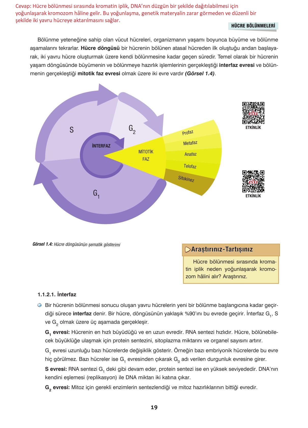 10. Sınıf Dörtel Yayınları Biyoloji Ders Kitabı Sayfa 19 Cevapları