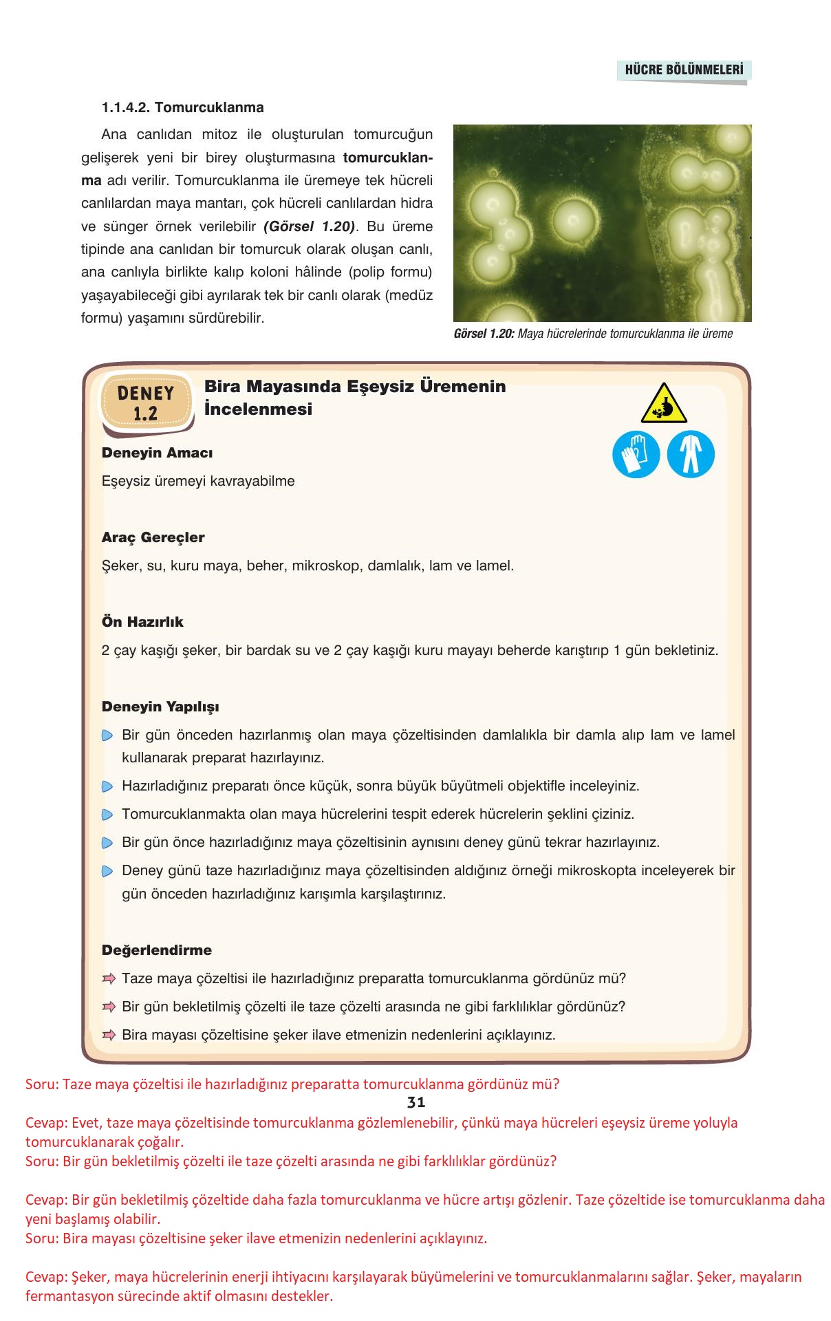 10. Sınıf Dörtel Yayınları Biyoloji Ders Kitabı Sayfa 31 Cevapları 10. Sınıf Dörtel Yayınları Biyoloji Ders Kitabı Sayfa 31 Cevapları