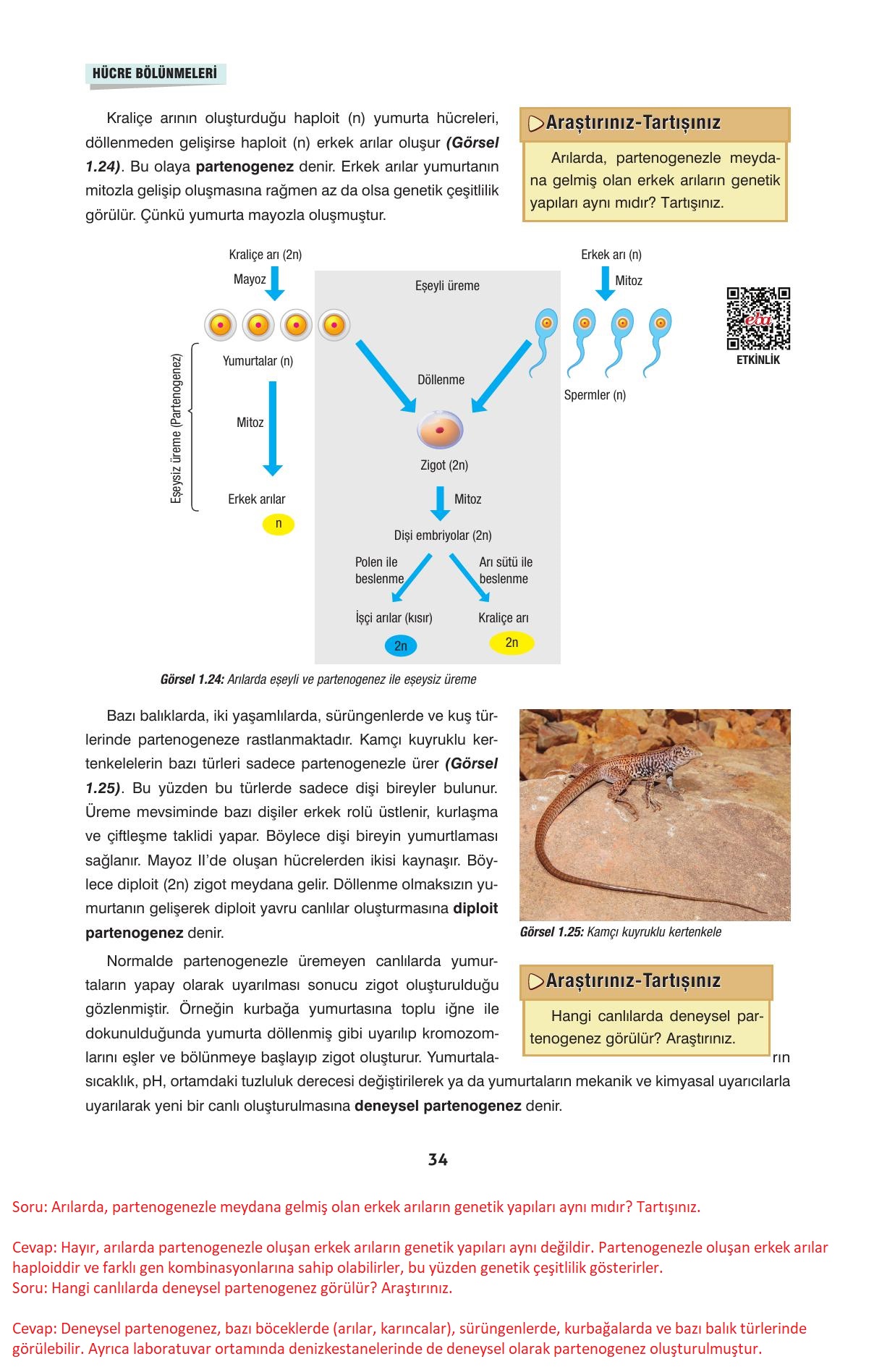 10. Sınıf Dörtel Yayınları Biyoloji Ders Kitabı Sayfa 34 Cevapları