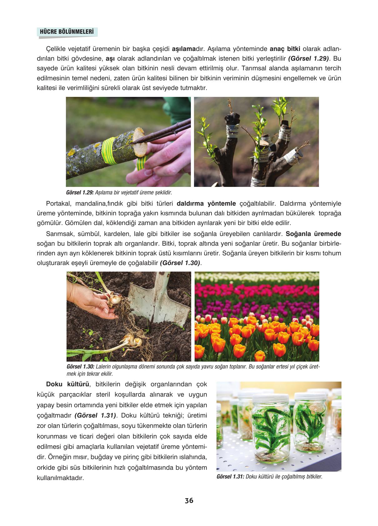 10. Sınıf Dörtel Yayınları Biyoloji Ders Kitabı Sayfa 36 Cevapları 10. Sınıf Dörtel Yayınları Biyoloji Ders Kitabı Sayfa 36 Cevapları