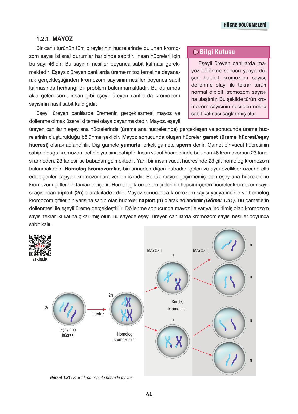 10. Sınıf Dörtel Yayınları Biyoloji Ders Kitabı Sayfa 41 Cevapları