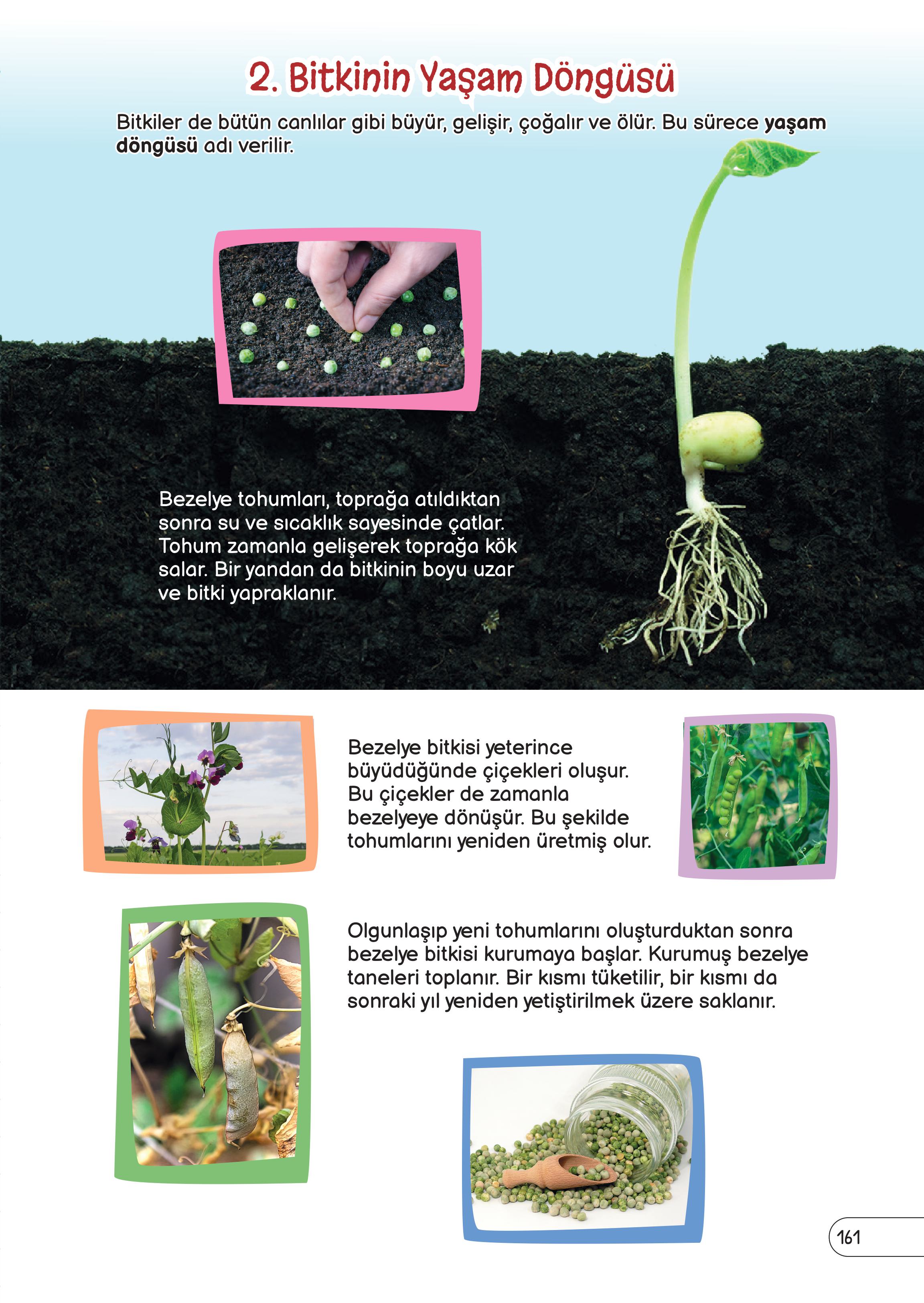 3. Sınıf Meb Yayınları Fen Bilimleri Ders Kitabı Sayfa 161 Cevapları 3. Sınıf Meb Yayınları Fen Bilimleri Ders Kitabı Sayfa 161 Cevapları