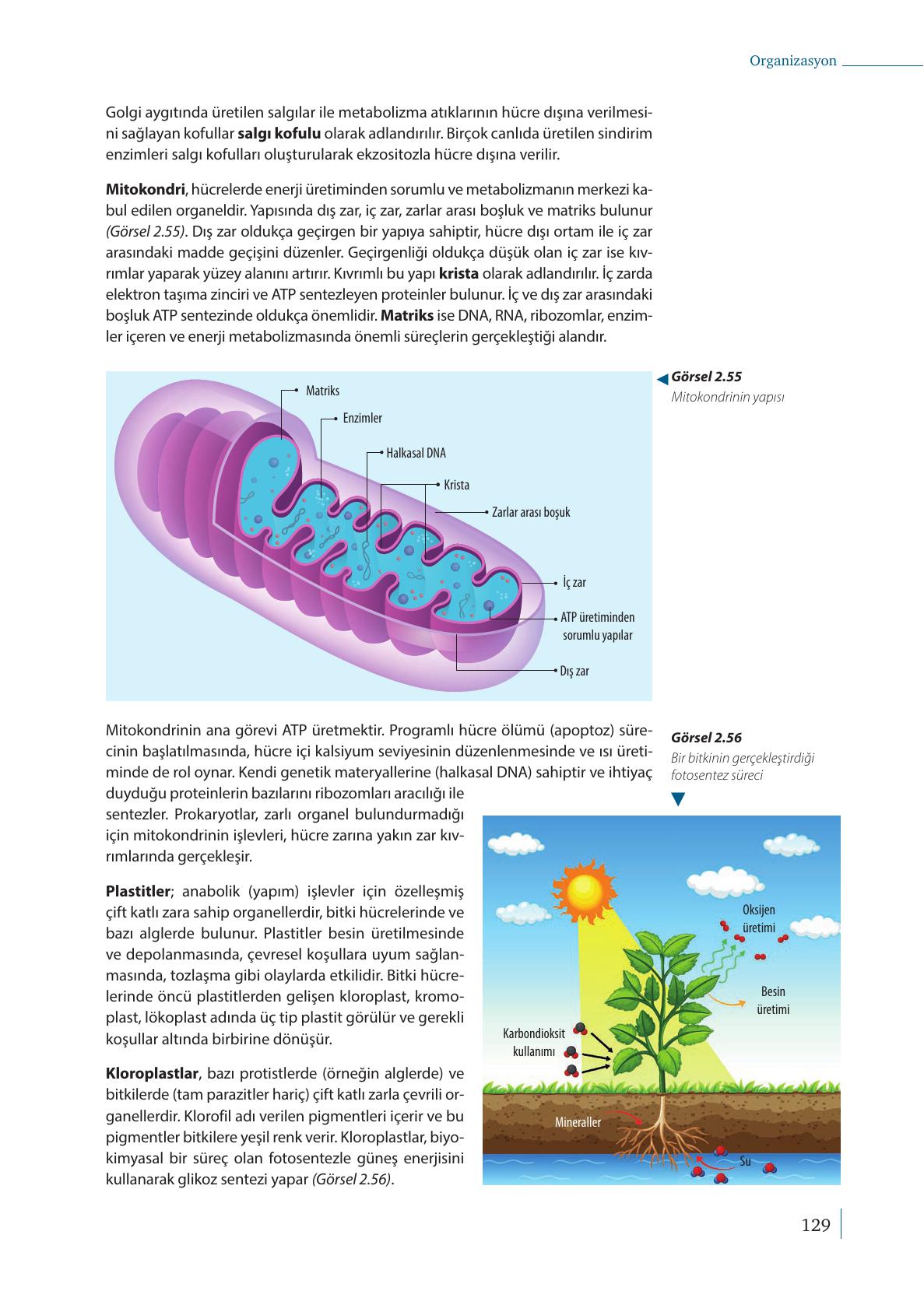 9. Sınıf Meb Yayınları Biyoloji Ders Kitabı Sayfa 129 Cevapları