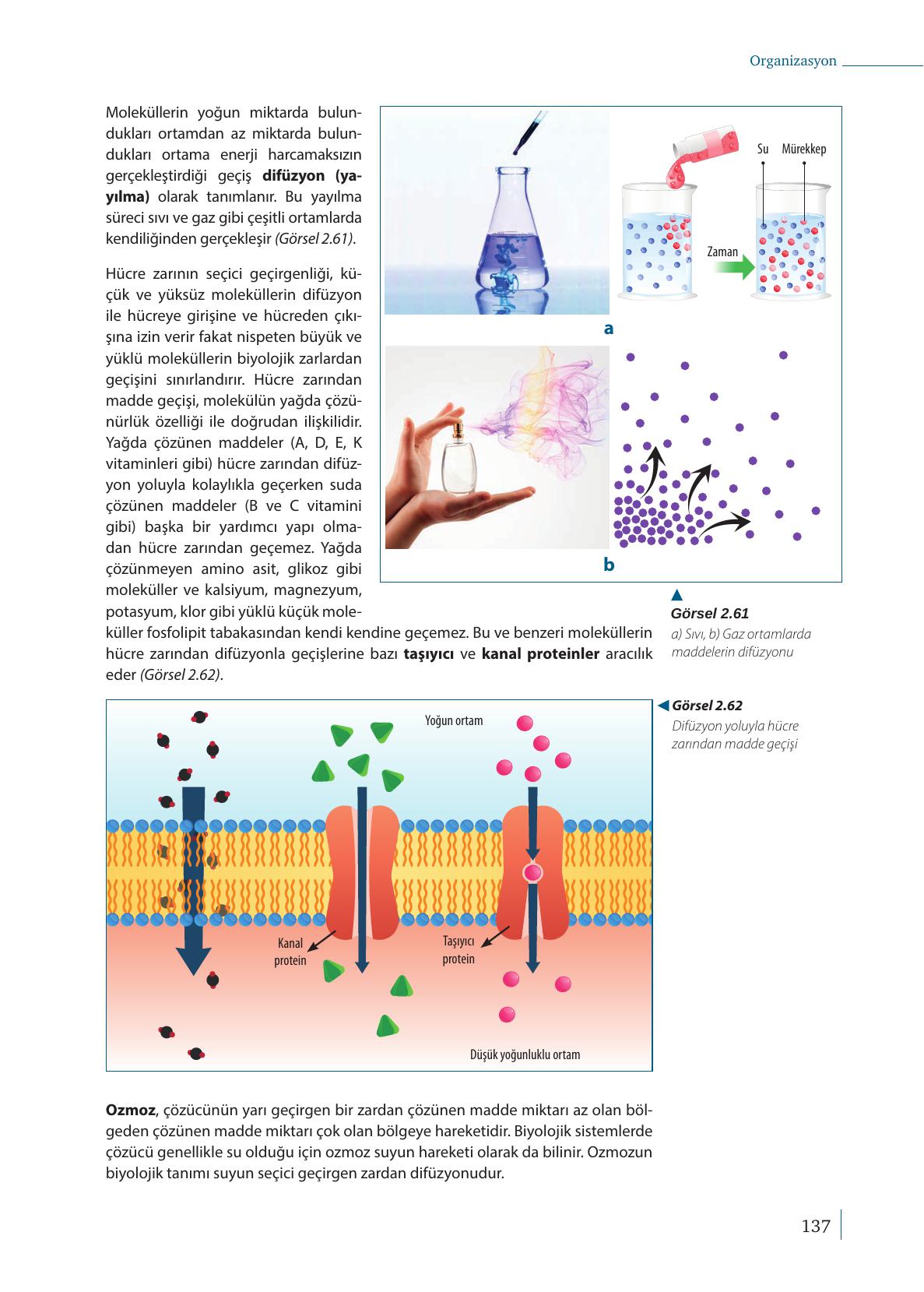 9. Sınıf Meb Yayınları Biyoloji Ders Kitabı Sayfa 137 Cevapları 9. Sınıf Meb Yayınları Biyoloji Ders Kitabı Sayfa 137 Cevapları