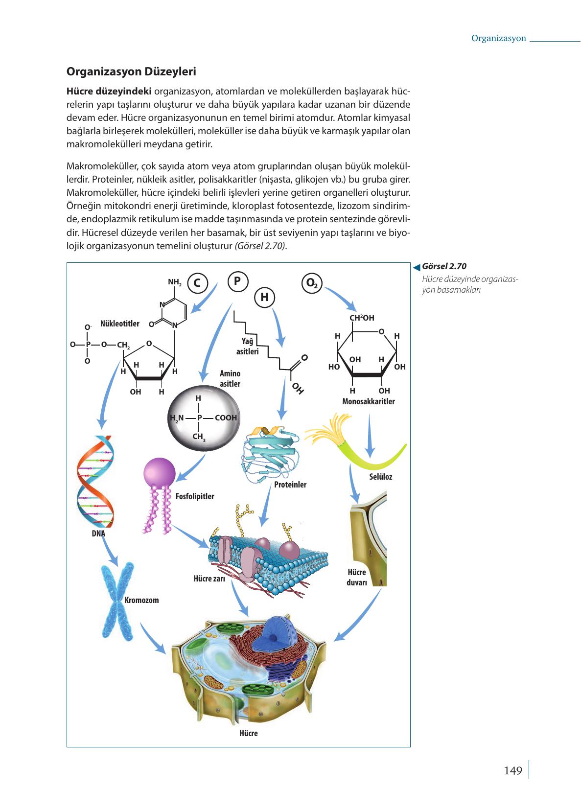 9. Sınıf Meb Yayınları Biyoloji Ders Kitabı Sayfa 149 Cevapları 9. Sınıf Meb Yayınları Biyoloji Ders Kitabı Sayfa 149 Cevapları
