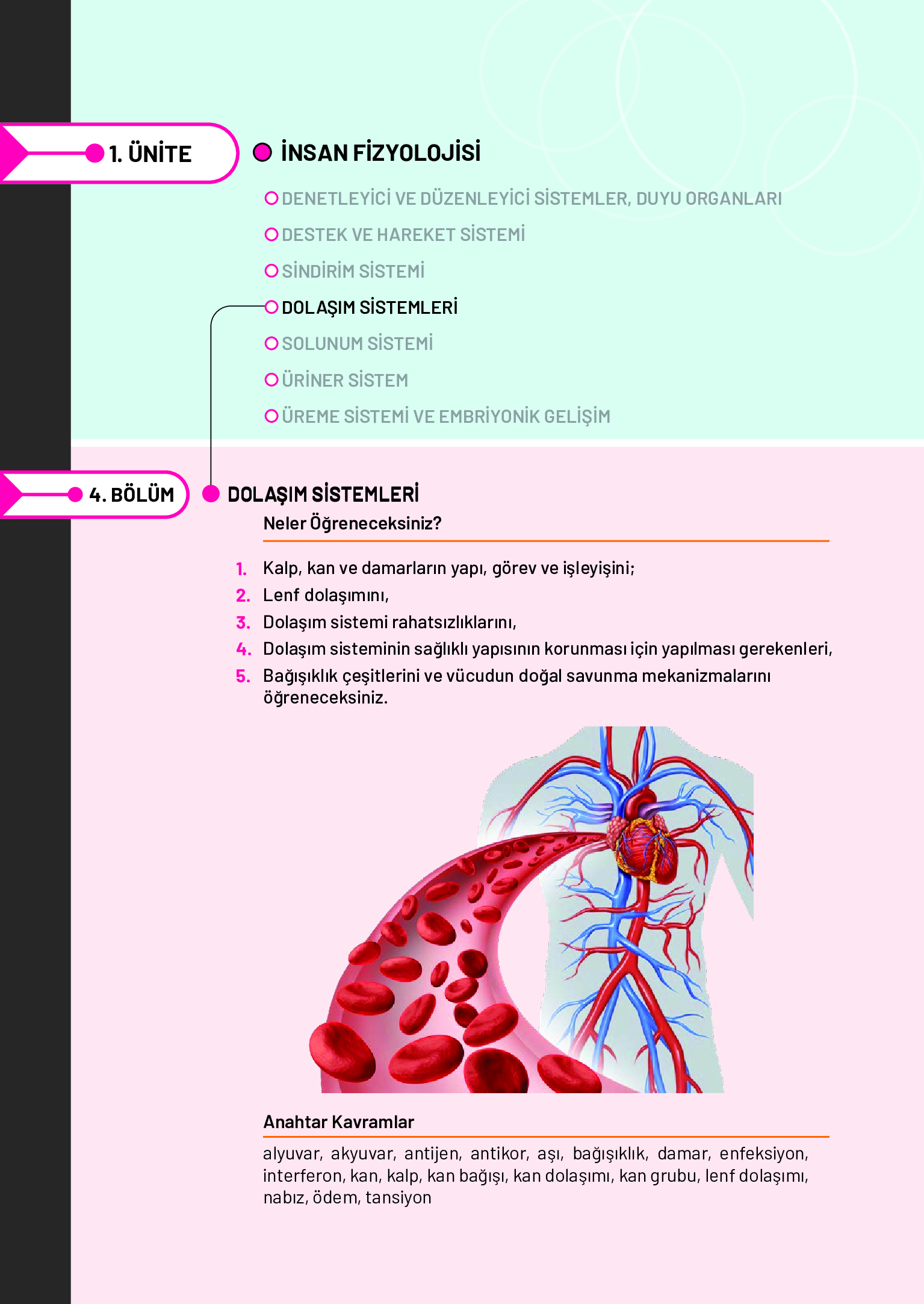 11. Sınıf Meb Yayınları Fen Lisesi Biyoloji Ders Kitabı Sayfa 128 Cevapları