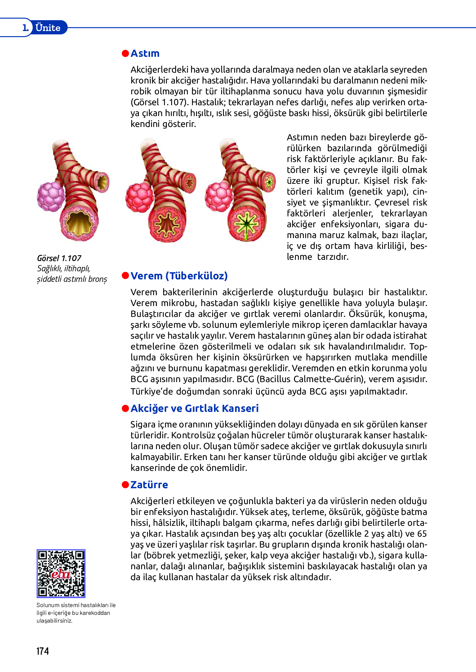 11. Sınıf Meb Yayınları Fen Lisesi Biyoloji Ders Kitabı Sayfa 174 Cevapları