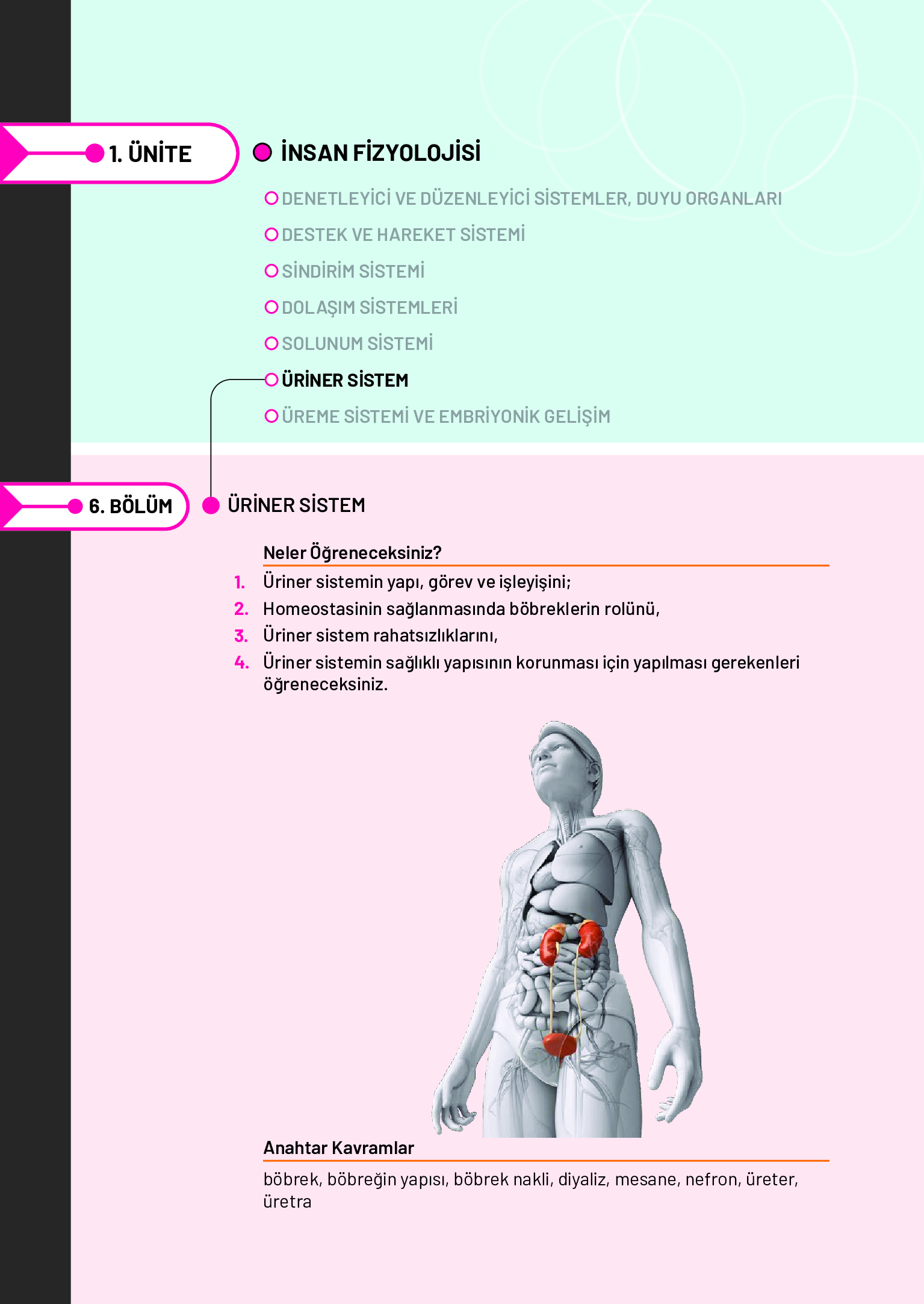 11. Sınıf Meb Yayınları Fen Lisesi Biyoloji Ders Kitabı Sayfa 180 Cevapları