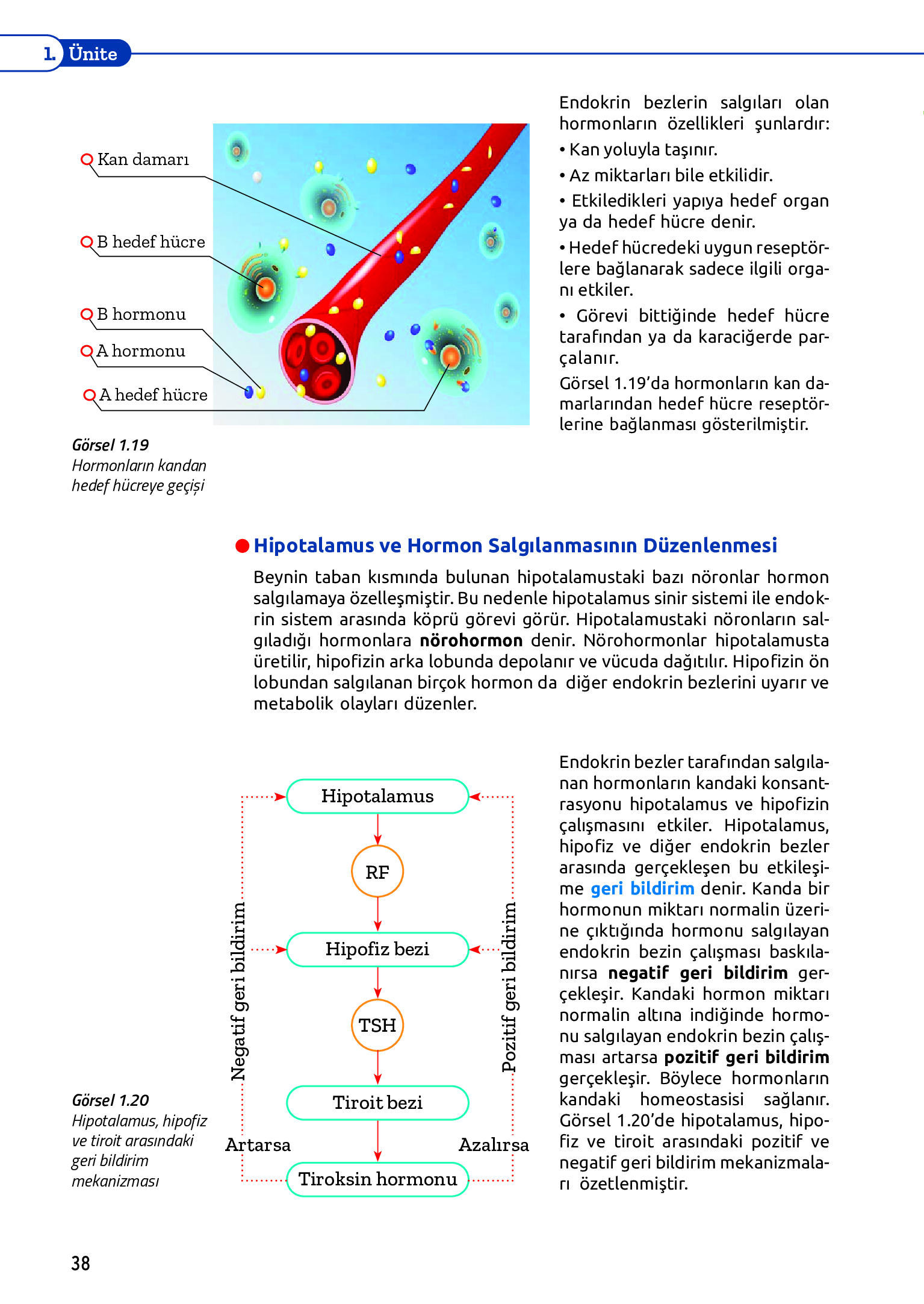 11. Sınıf Meb Yayınları Fen Lisesi Biyoloji Ders Kitabı Sayfa 38 Cevapları 11. Sınıf Meb Yayınları Fen Lisesi Biyoloji Ders Kitabı Sayfa 38 Cevapları