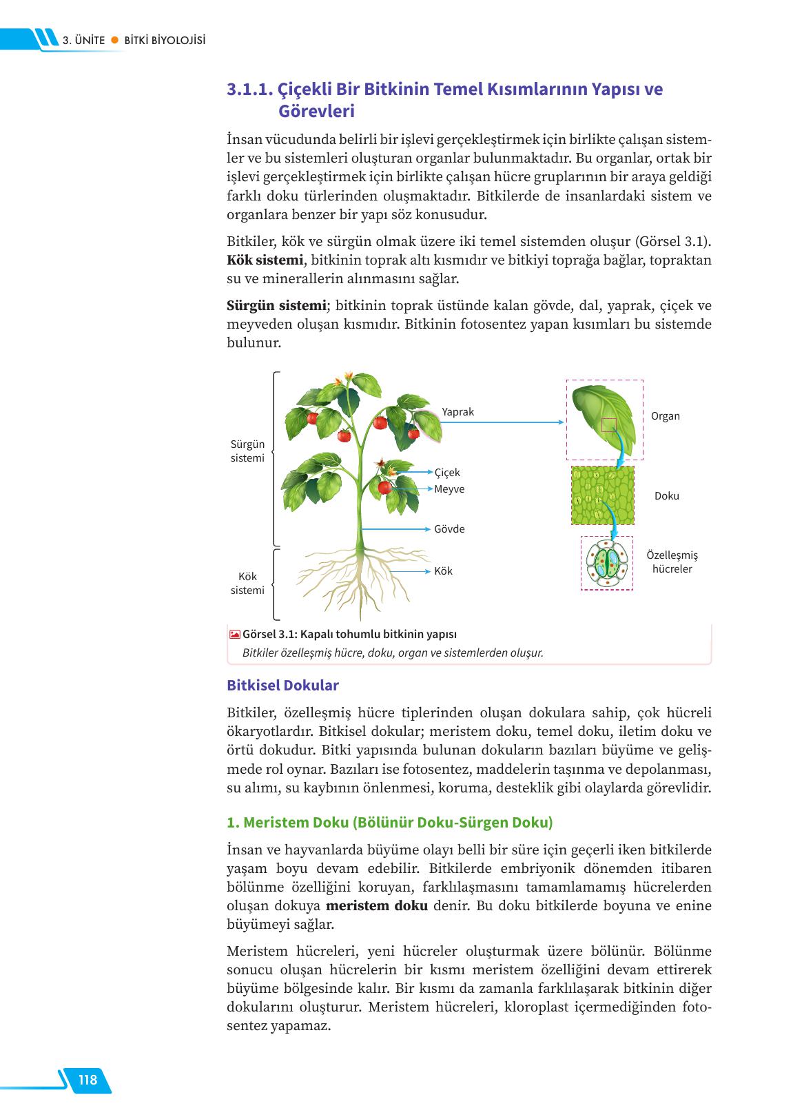 12. Sınıf Meb Yayınları Fen Lisesi Biyoloji Ders Kitabı Sayfa 118 Cevapları 12. Sınıf Meb Yayınları Fen Lisesi Biyoloji Ders Kitabı Sayfa 118 Cevapları