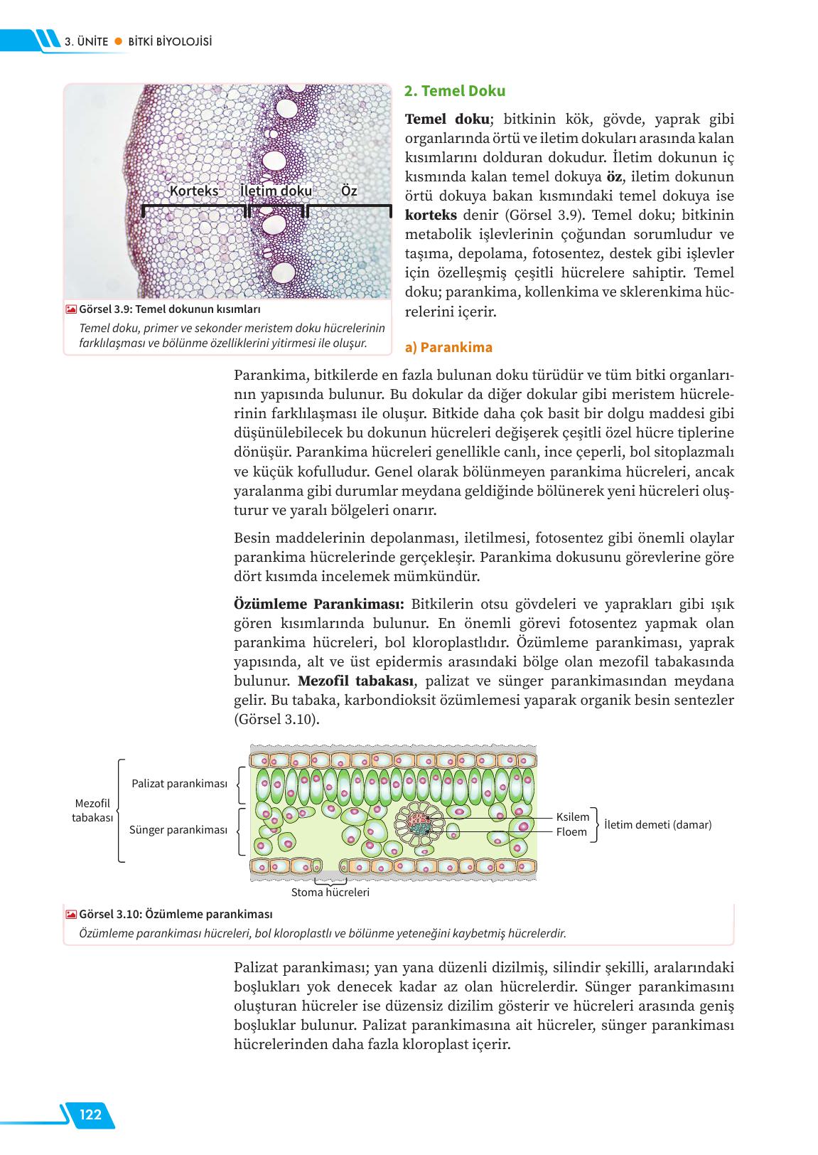 12. Sınıf Meb Yayınları Fen Lisesi Biyoloji Ders Kitabı Sayfa 122 Cevapları