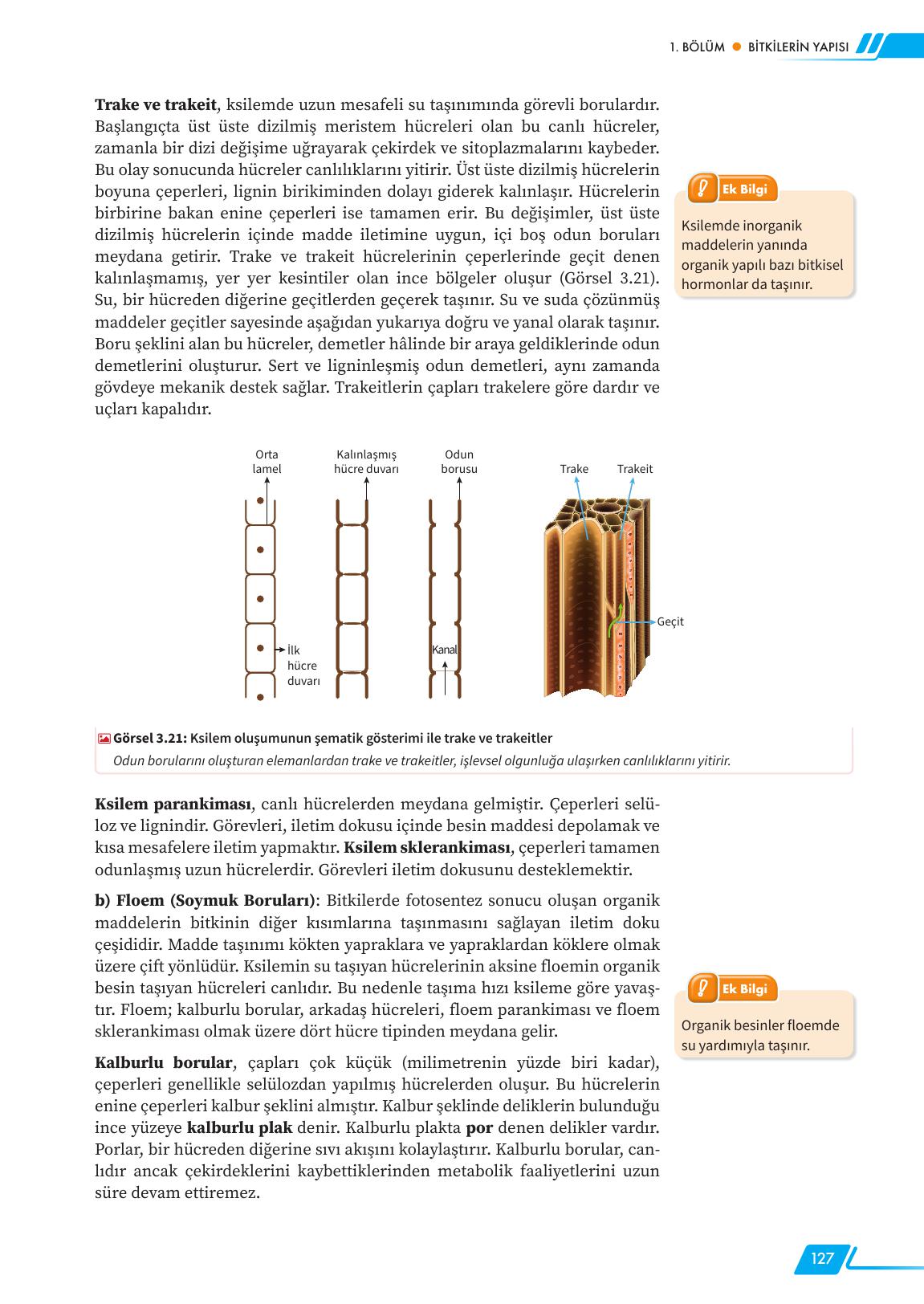 12. Sınıf Meb Yayınları Fen Lisesi Biyoloji Ders Kitabı Sayfa 127 Cevapları 12. Sınıf Meb Yayınları Fen Lisesi Biyoloji Ders Kitabı Sayfa 127 Cevapları