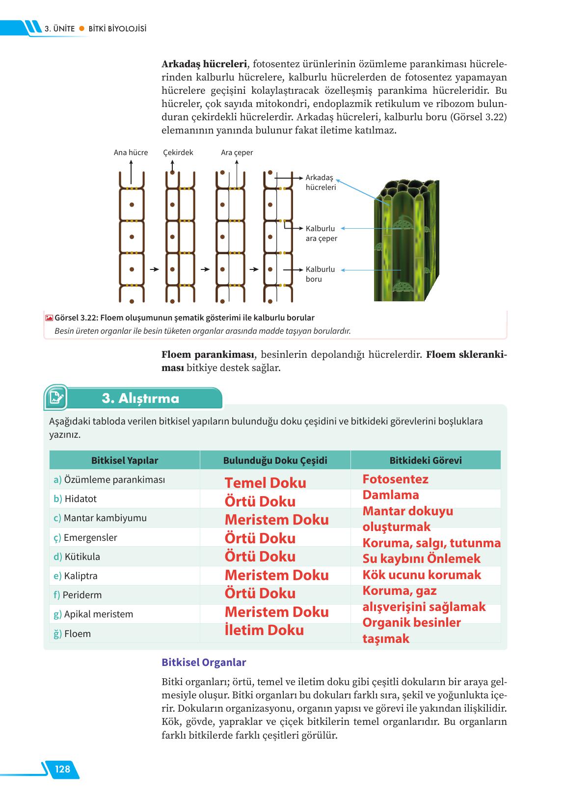 12. Sınıf Meb Yayınları Fen Lisesi Biyoloji Ders Kitabı Sayfa 128 Cevapları