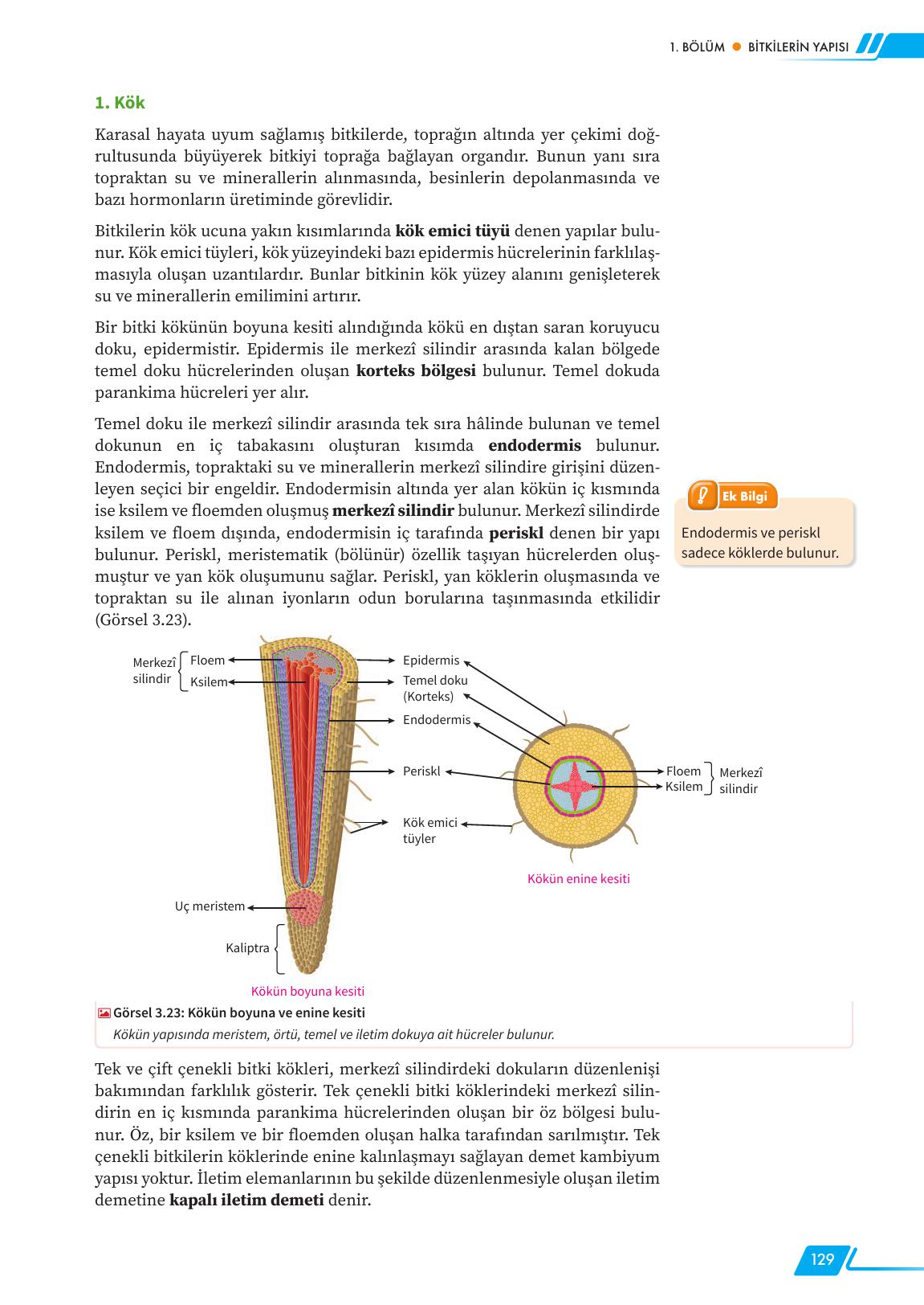 12. Sınıf Meb Yayınları Fen Lisesi Biyoloji Ders Kitabı Sayfa 129 Cevapları
