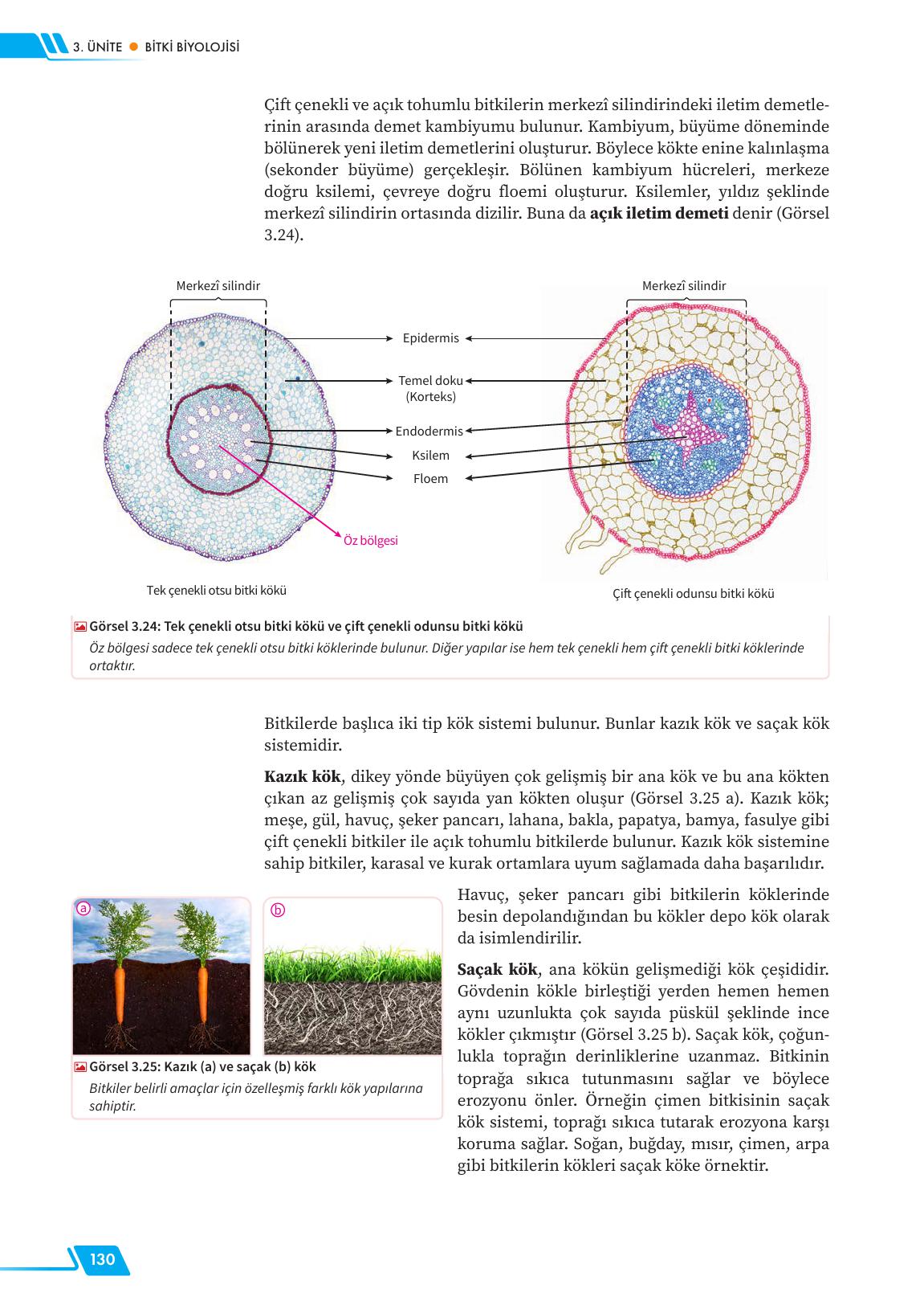 12. Sınıf Meb Yayınları Fen Lisesi Biyoloji Ders Kitabı Sayfa 130 Cevapları 12. Sınıf Meb Yayınları Fen Lisesi Biyoloji Ders Kitabı Sayfa 130 Cevapları