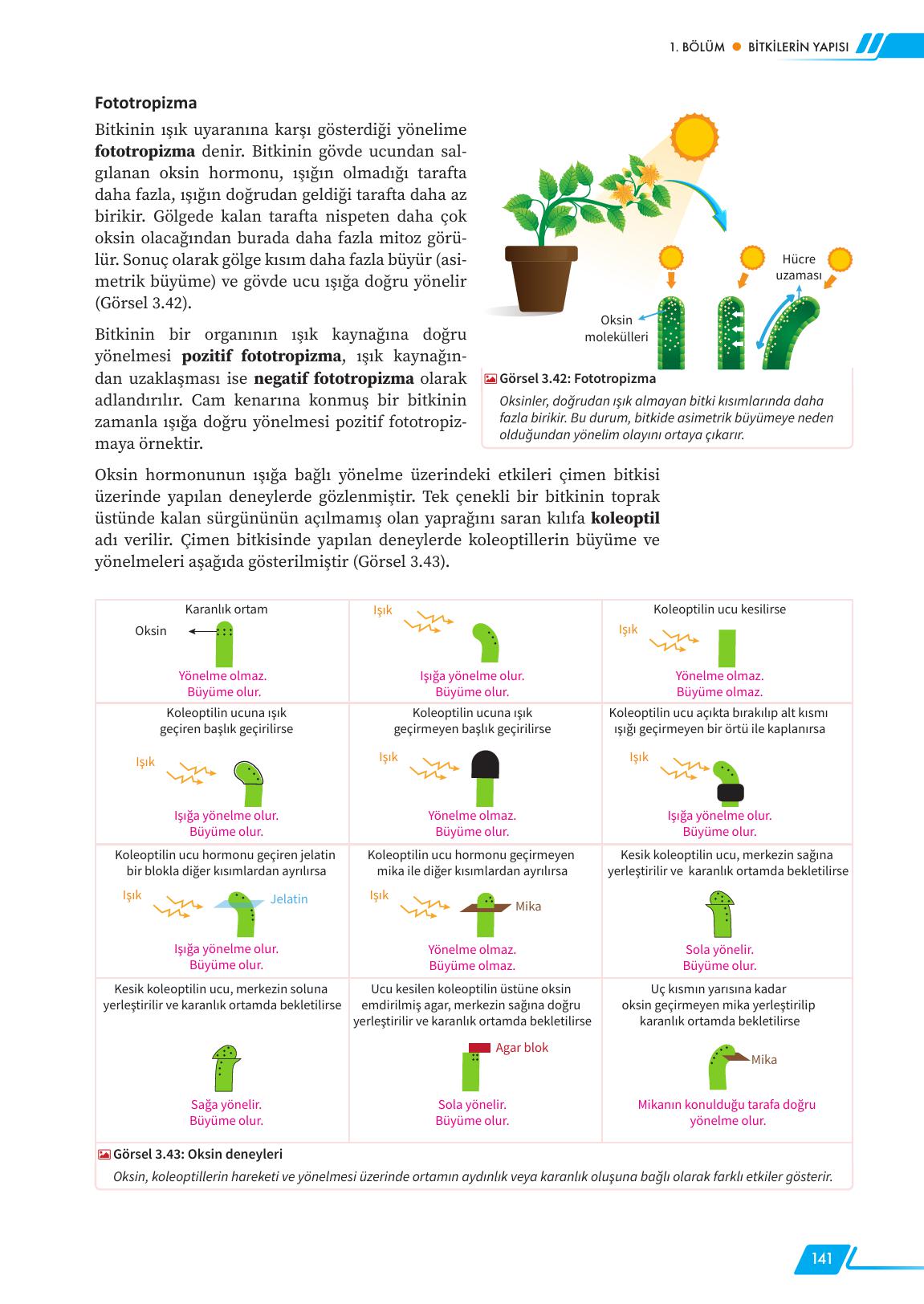 12. Sınıf Meb Yayınları Fen Lisesi Biyoloji Ders Kitabı Sayfa 141 Cevapları 12. Sınıf Meb Yayınları Fen Lisesi Biyoloji Ders Kitabı Sayfa 141 Cevapları