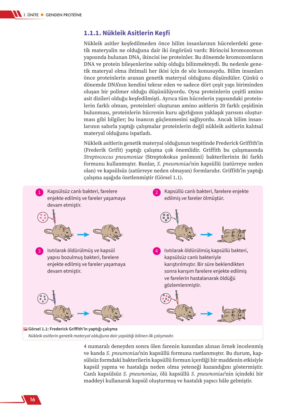 12. Sınıf Meb Yayınları Fen Lisesi Biyoloji Ders Kitabı Sayfa 16 Cevapları 12. Sınıf Meb Yayınları Fen Lisesi Biyoloji Ders Kitabı Sayfa 16 Cevapları