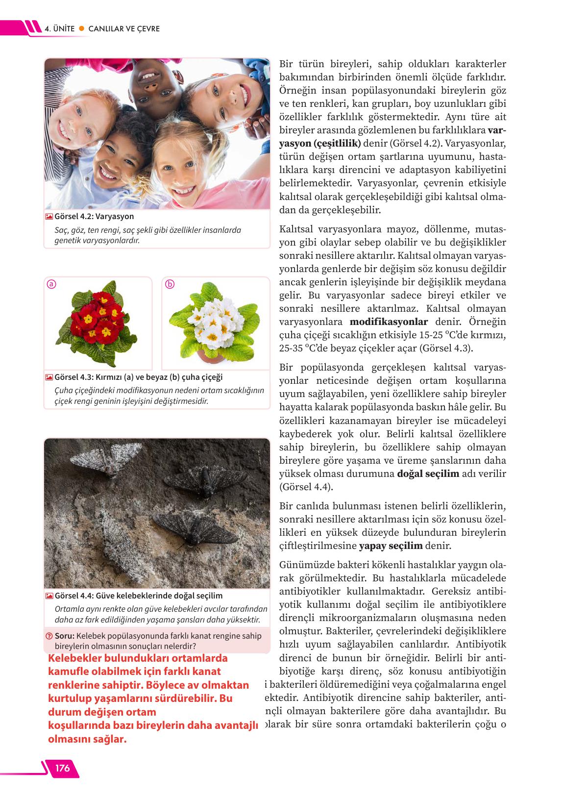 12. Sınıf Meb Yayınları Fen Lisesi Biyoloji Ders Kitabı Sayfa 176 Cevapları 12. Sınıf Meb Yayınları Fen Lisesi Biyoloji Ders Kitabı Sayfa 176 Cevapları