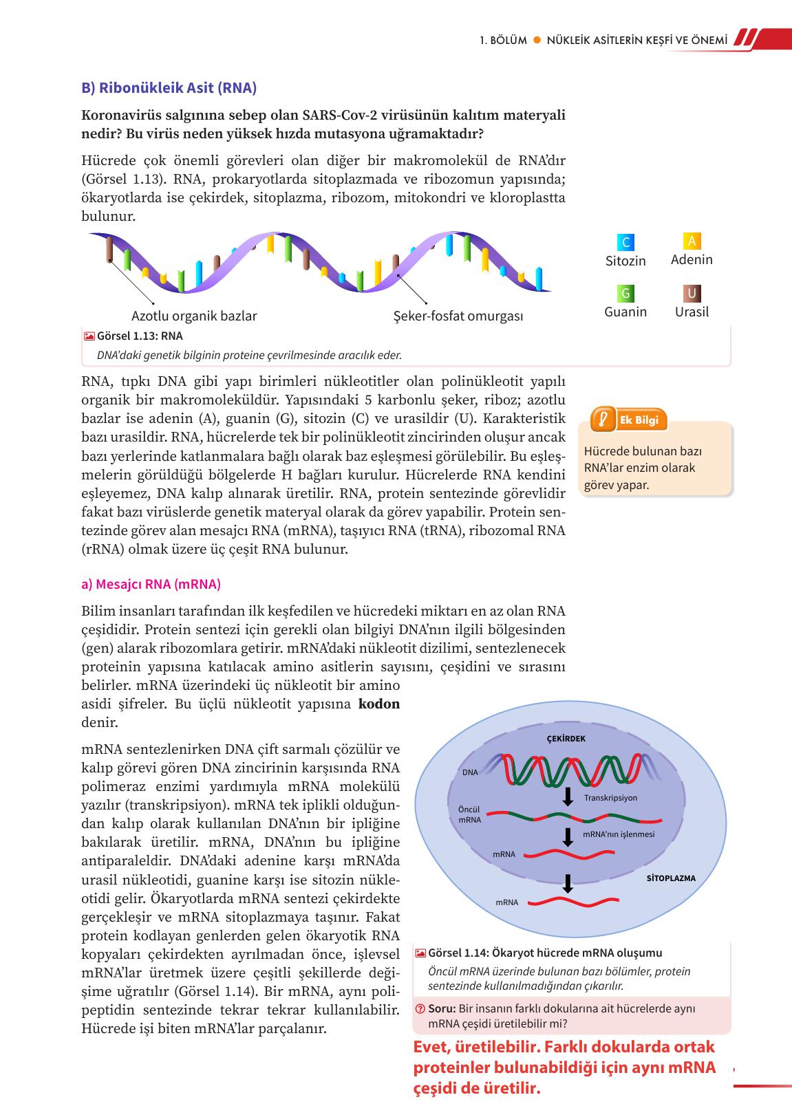 12. Sınıf Meb Yayınları Fen Lisesi Biyoloji Ders Kitabı Sayfa 25 Cevapları