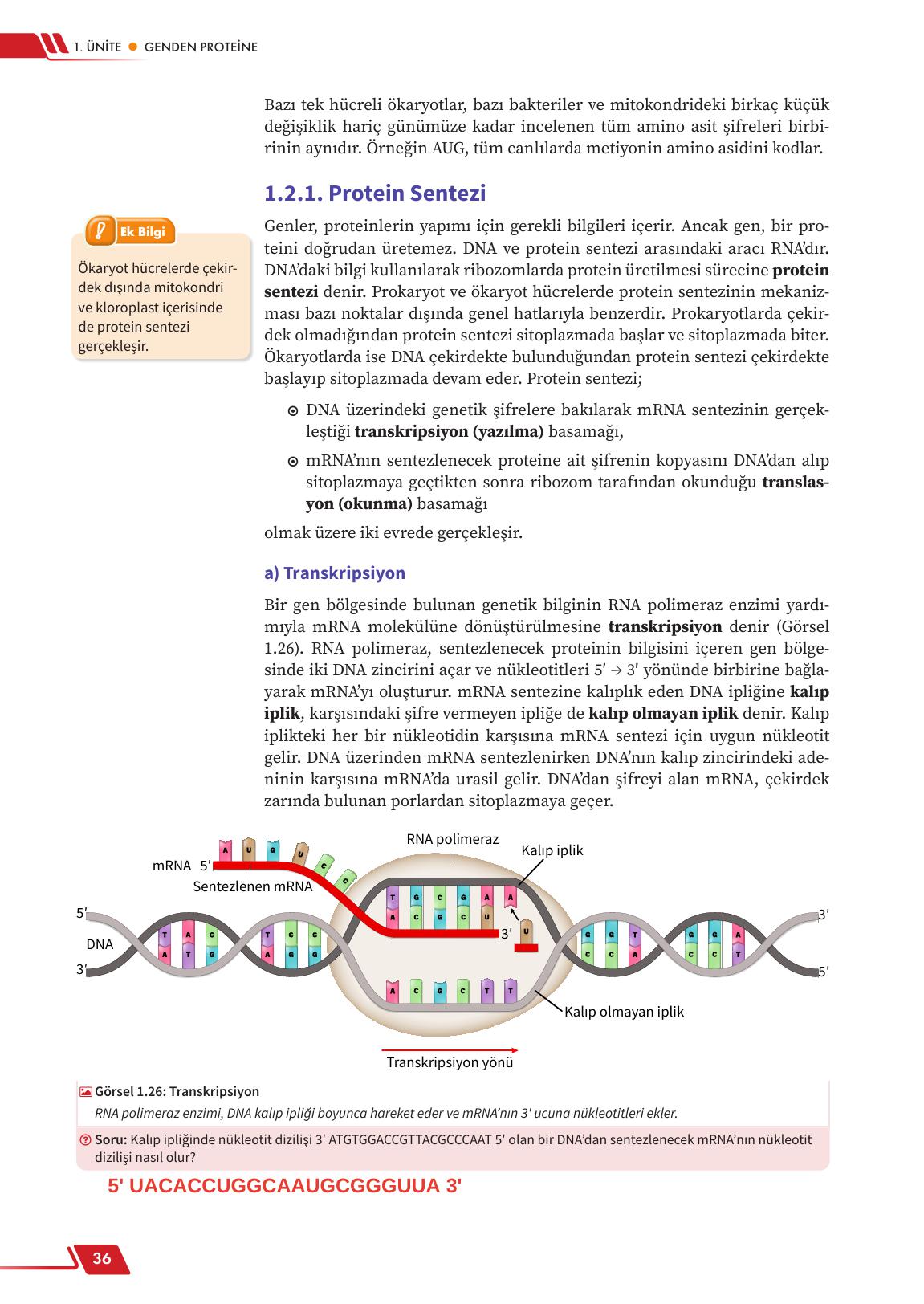 12. Sınıf Meb Yayınları Fen Lisesi Biyoloji Ders Kitabı Sayfa 36 Cevapları