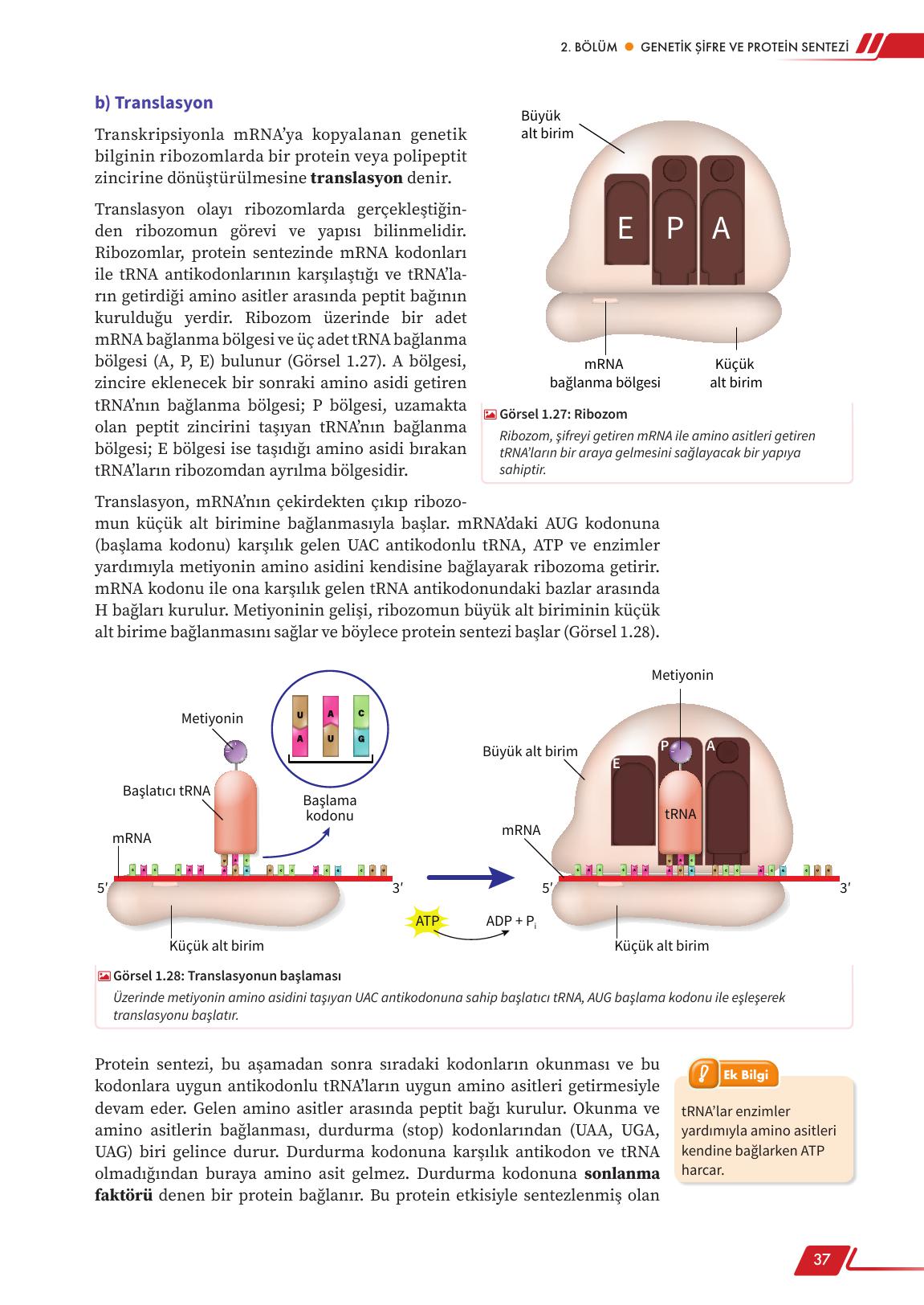 12. Sınıf Meb Yayınları Fen Lisesi Biyoloji Ders Kitabı Sayfa 37 Cevapları 12. Sınıf Meb Yayınları Fen Lisesi Biyoloji Ders Kitabı Sayfa 37 Cevapları