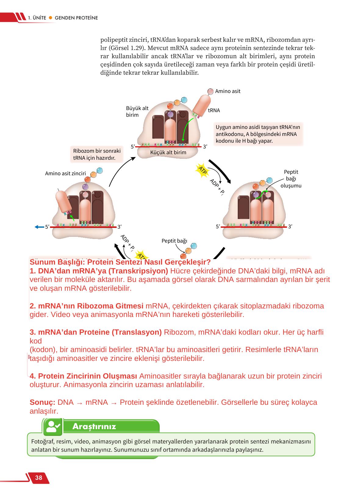 12. Sınıf Meb Yayınları Fen Lisesi Biyoloji Ders Kitabı Sayfa 38 Cevapları 12. Sınıf Meb Yayınları Fen Lisesi Biyoloji Ders Kitabı Sayfa 38 Cevapları
