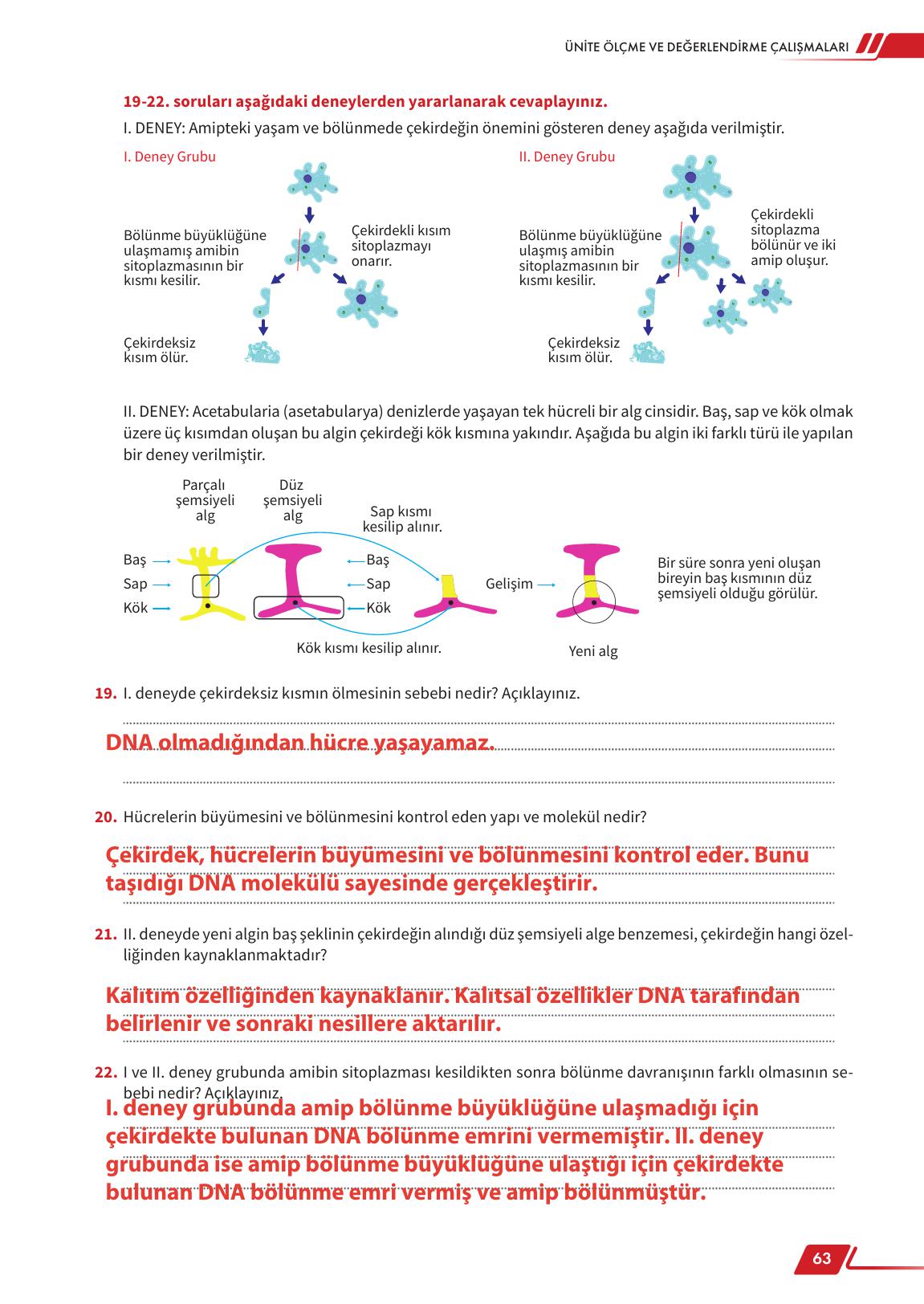 12. Sınıf Meb Yayınları Fen Lisesi Biyoloji Ders Kitabı Sayfa 63 Cevapları 12. Sınıf Meb Yayınları Fen Lisesi Biyoloji Ders Kitabı Sayfa 63 Cevapları