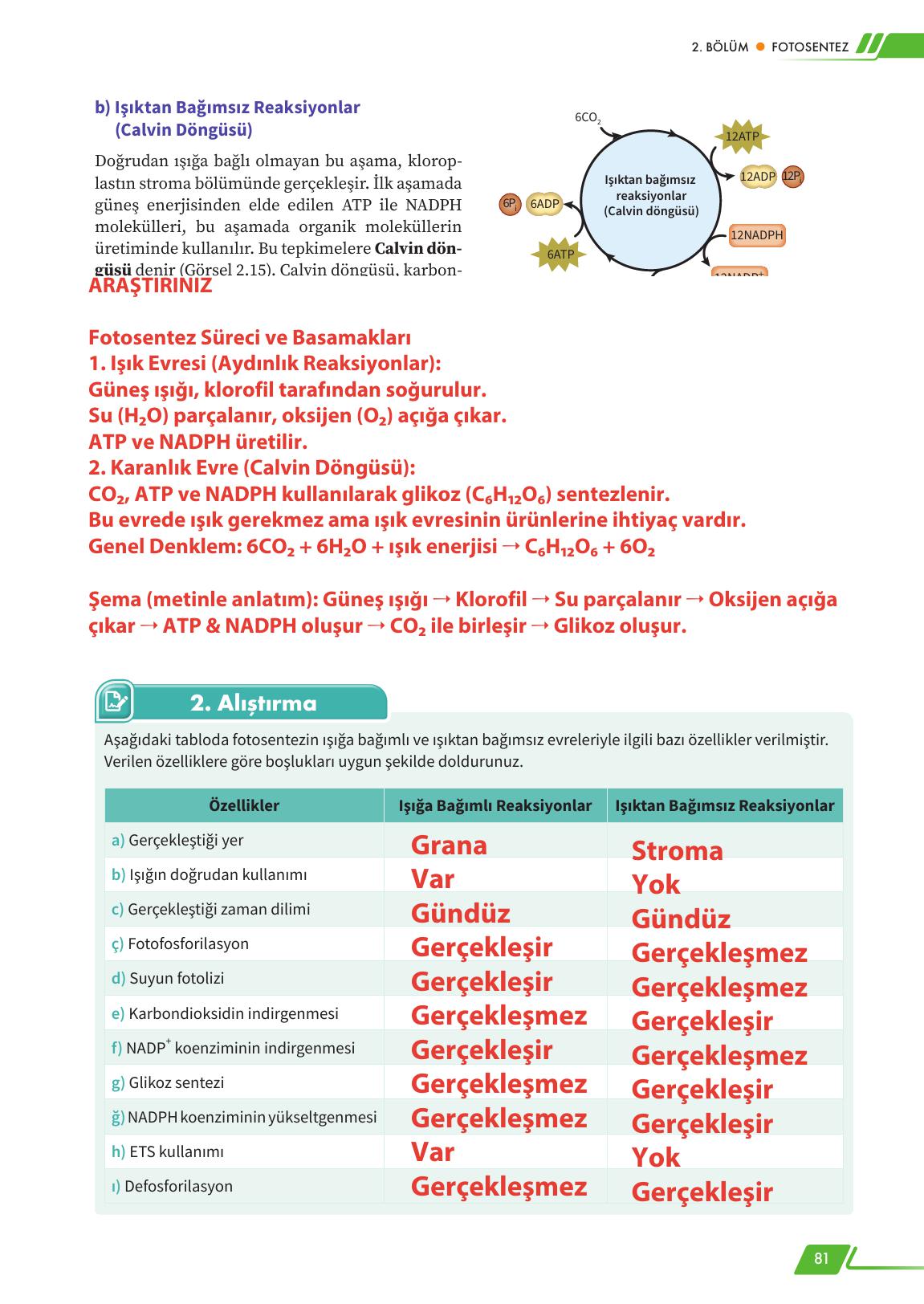 12. Sınıf Meb Yayınları Fen Lisesi Biyoloji Ders Kitabı Sayfa 81 Cevapları 12. Sınıf Meb Yayınları Fen Lisesi Biyoloji Ders Kitabı Sayfa 81 Cevapları