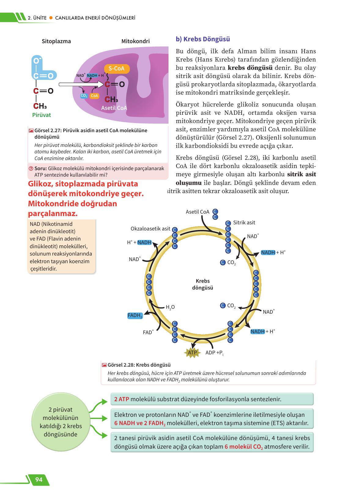 12. Sınıf Meb Yayınları Fen Lisesi Biyoloji Ders Kitabı Sayfa 94 Cevapları 12. Sınıf Meb Yayınları Fen Lisesi Biyoloji Ders Kitabı Sayfa 94 Cevapları