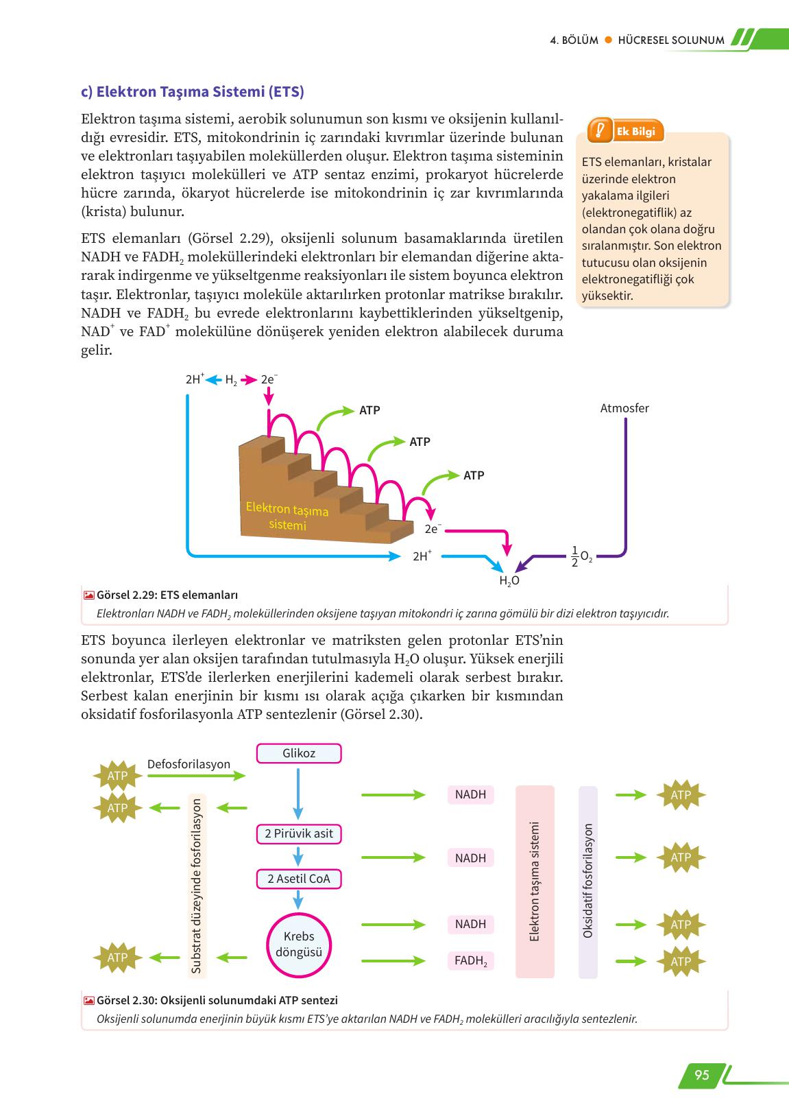 12. Sınıf Meb Yayınları Fen Lisesi Biyoloji Ders Kitabı Sayfa 95 Cevapları 12. Sınıf Meb Yayınları Fen Lisesi Biyoloji Ders Kitabı Sayfa 95 Cevapları