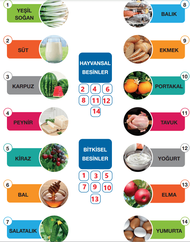 4. Sınıf Pasifik Yayınları Fen Bilimleri Ders Kitabı Sayfa 78 Cevapları