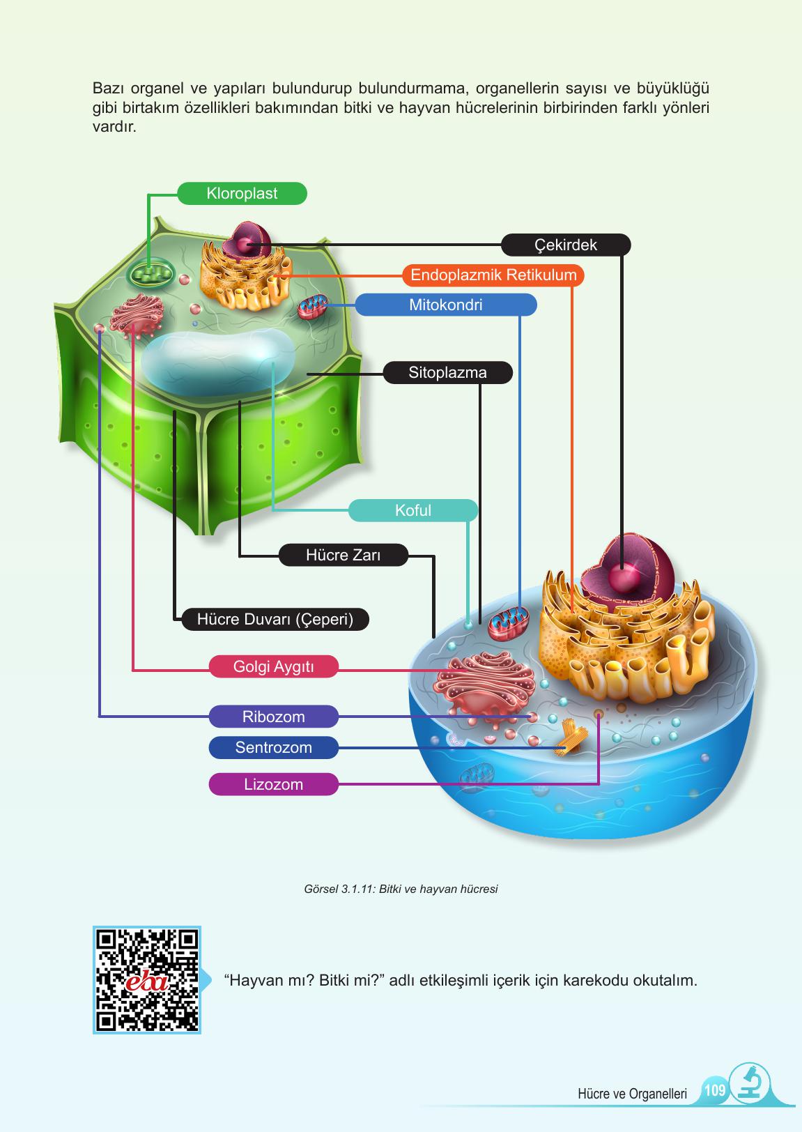 5. Sınıf Meb Yayınları Fen Bilimleri Ders Kitabı 1. Kitap Sayfa 109 Cevapları 5. Sınıf Meb Yayınları Fen Bilimleri Ders Kitabı 1. Kitap Sayfa 109 Cevapları