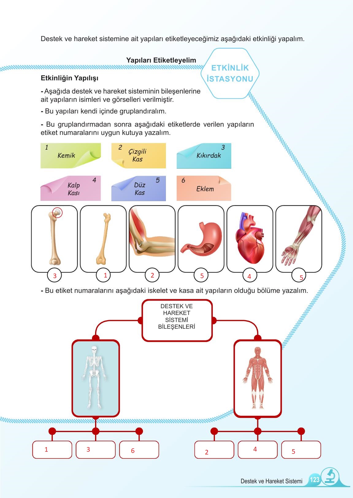 5. Sınıf Meb Yayınları Fen Bilimleri Ders Kitabı 1. Kitap Sayfa 123 Cevapları