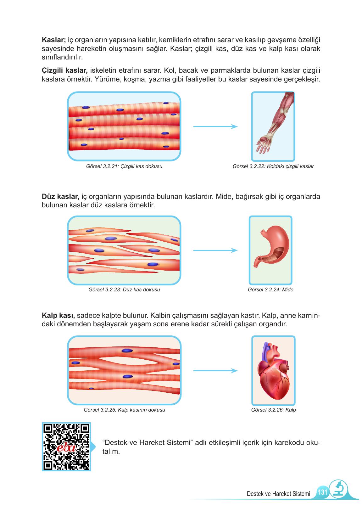 5. Sınıf Meb Yayınları Fen Bilimleri Ders Kitabı 1. Kitap Sayfa 131 Cevapları