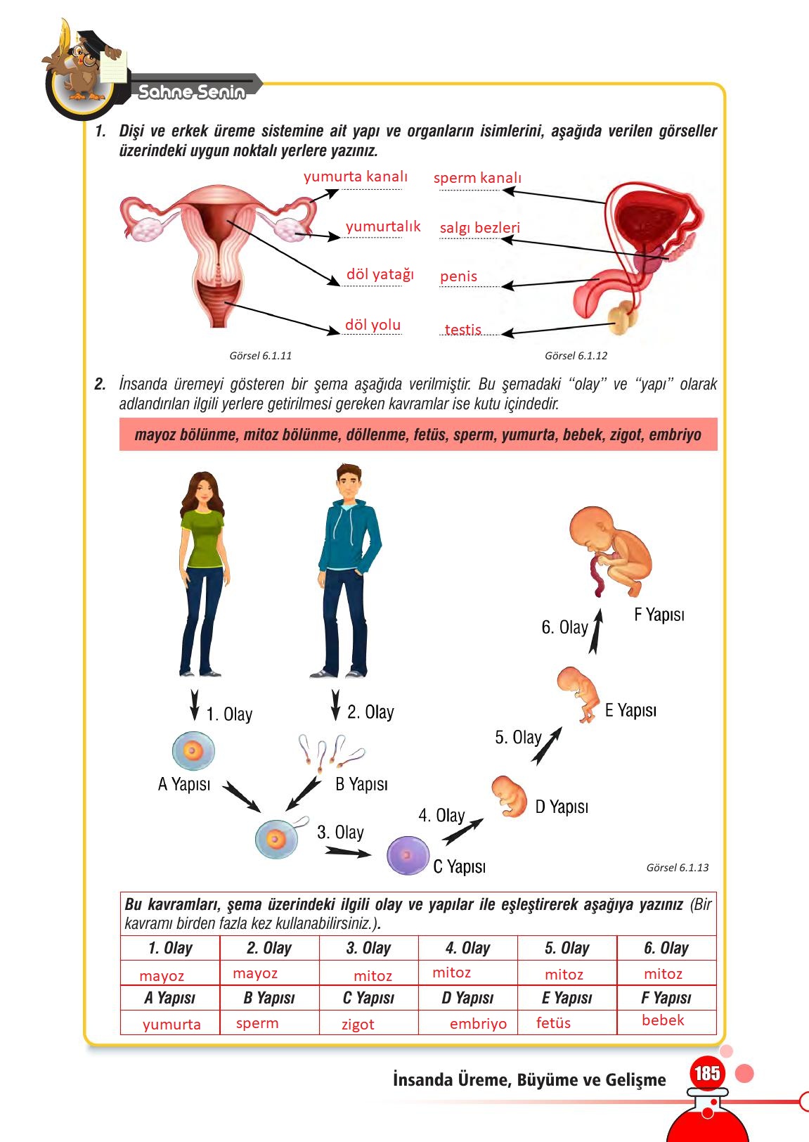 7. Sınıf Meb Yayınları Fen Bilimleri Ders Kitabı Sayfa 185 Cevapları
