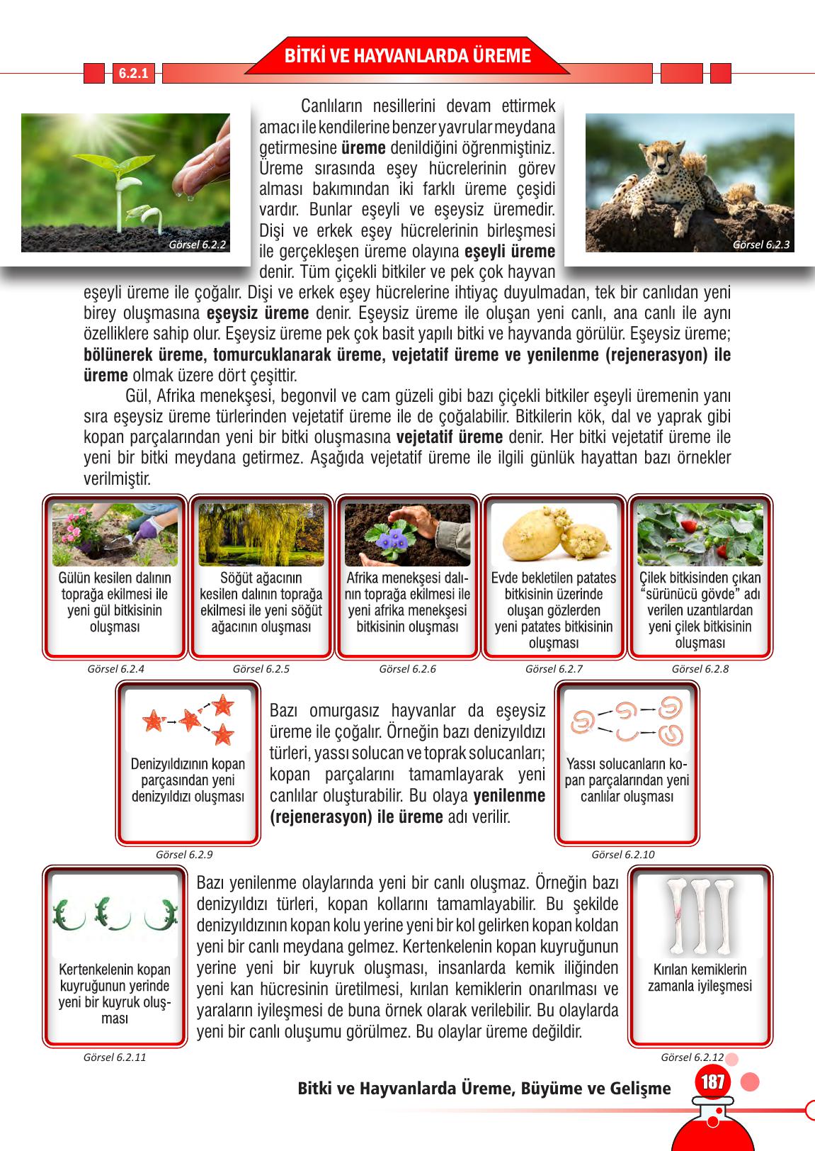 7. Sınıf Meb Yayınları Fen Bilimleri Ders Kitabı Sayfa 187 Cevapları