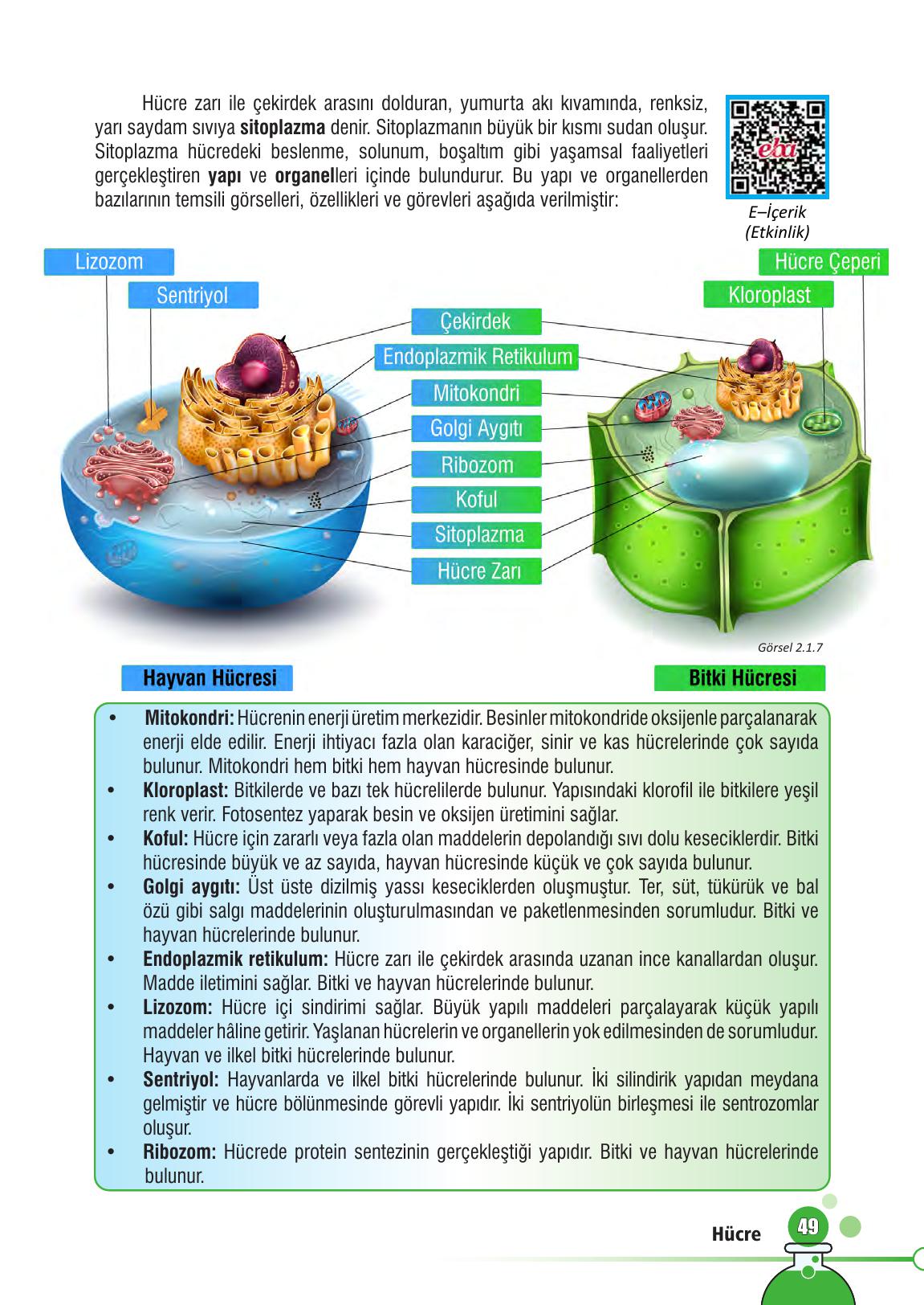 7. Sınıf Meb Yayınları Fen Bilimleri Ders Kitabı Sayfa 49 Cevapları 7. Sınıf Meb Yayınları Fen Bilimleri Ders Kitabı Sayfa 49 Cevapları